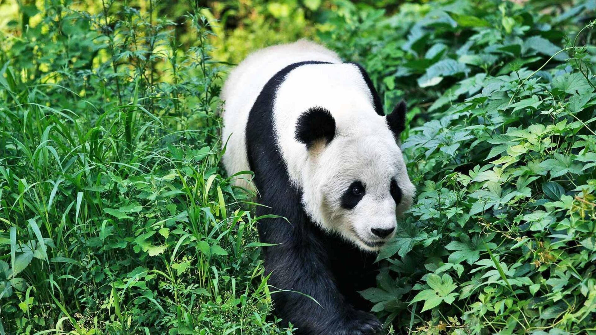 Mempelajari Interaksi Sosial dan Perilaku Komunikasi Panda Mempelajari Interaksi Sosial dan Perilaku Komunikasi Panda
