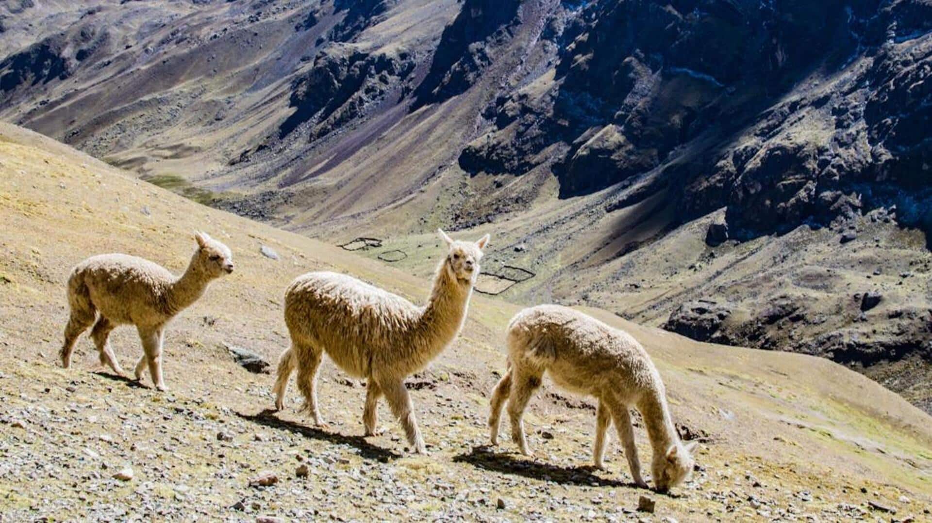 Adaptasi Alpaka di Dataran Tinggi