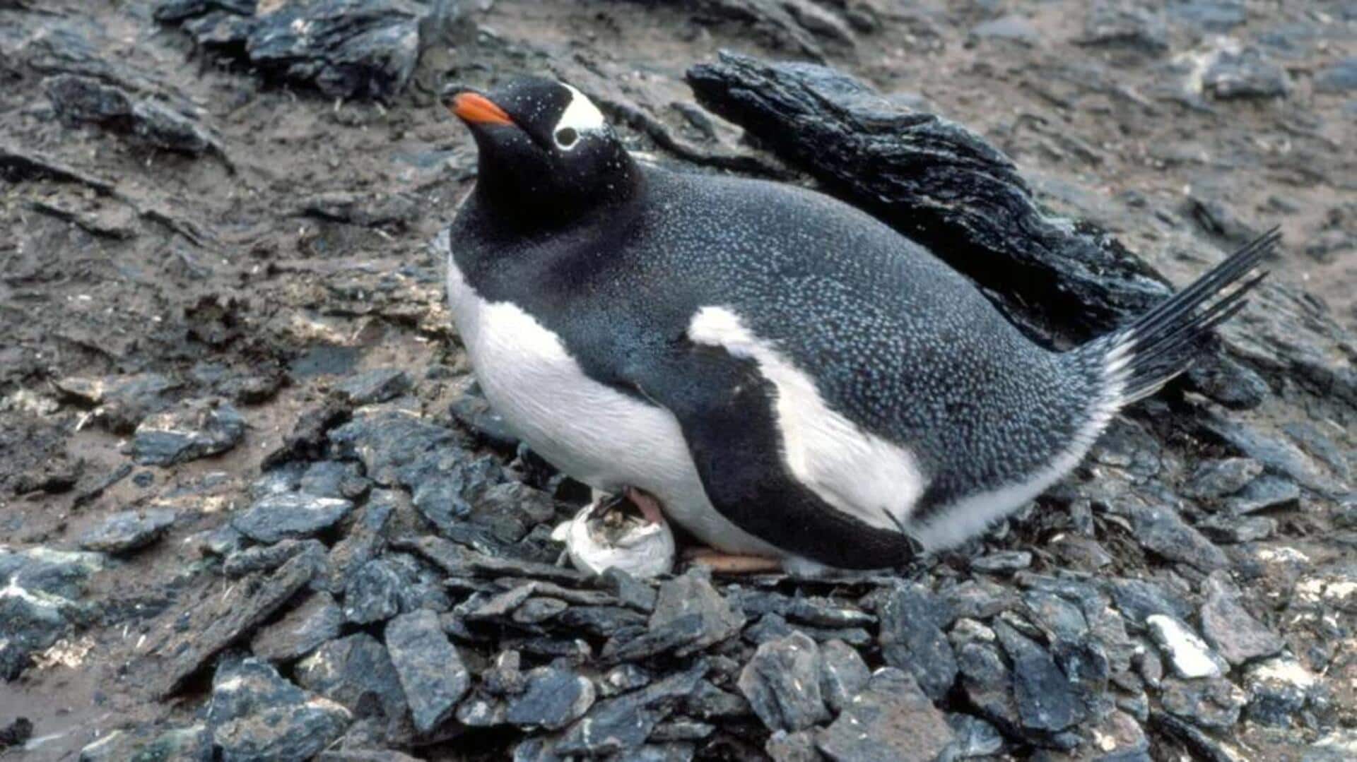 Kebiasaan Unik Penguin dalam Bersarang