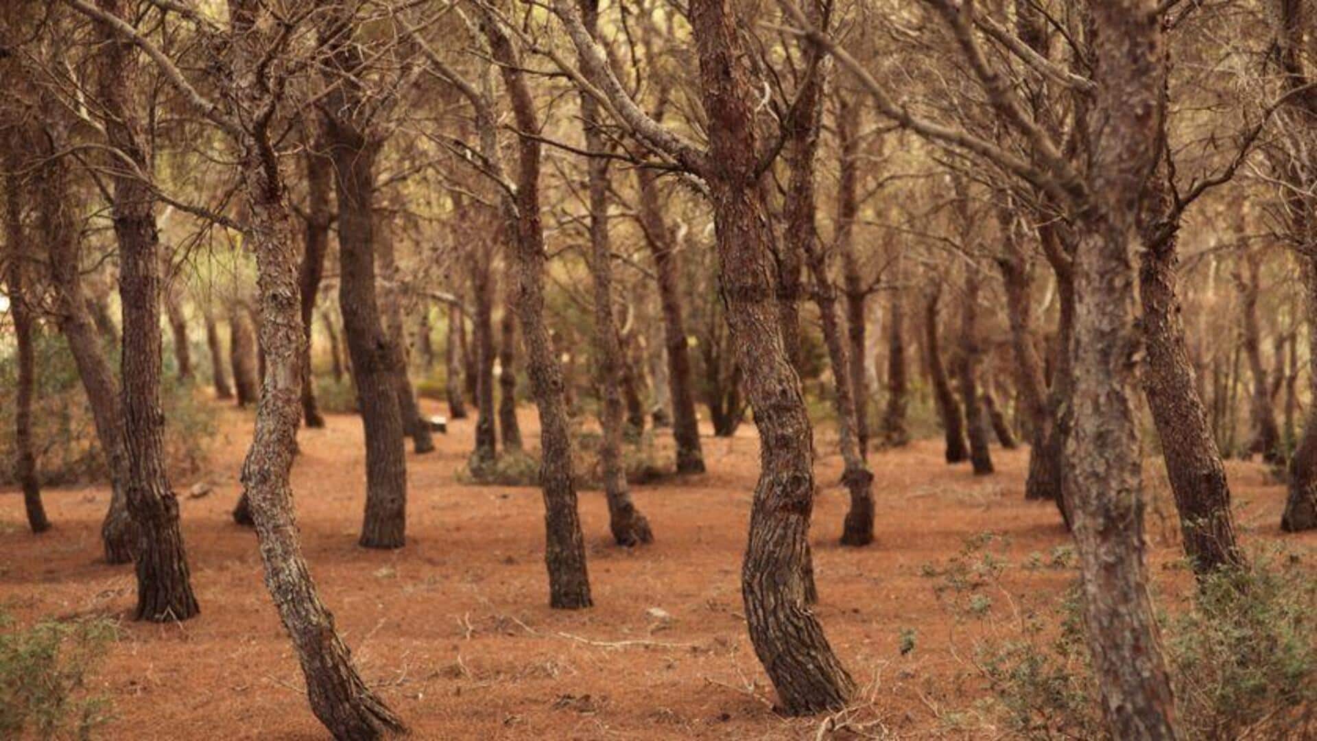 Menyusuri Hutan Pinus Kanada di Musim Gugur