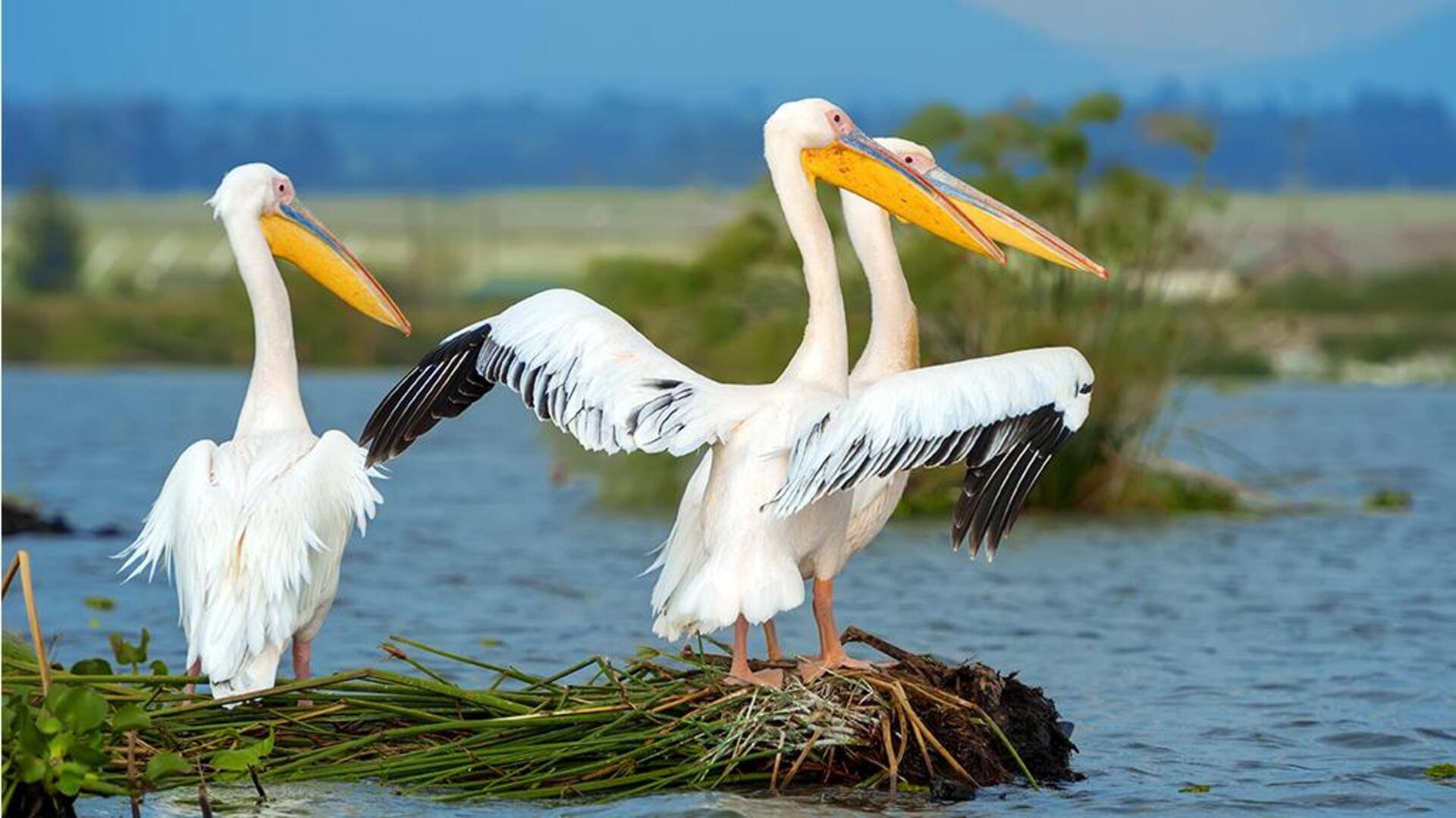 Hierarki Sosial Pelikan: Memahami Dinamika Kelompok Mereka