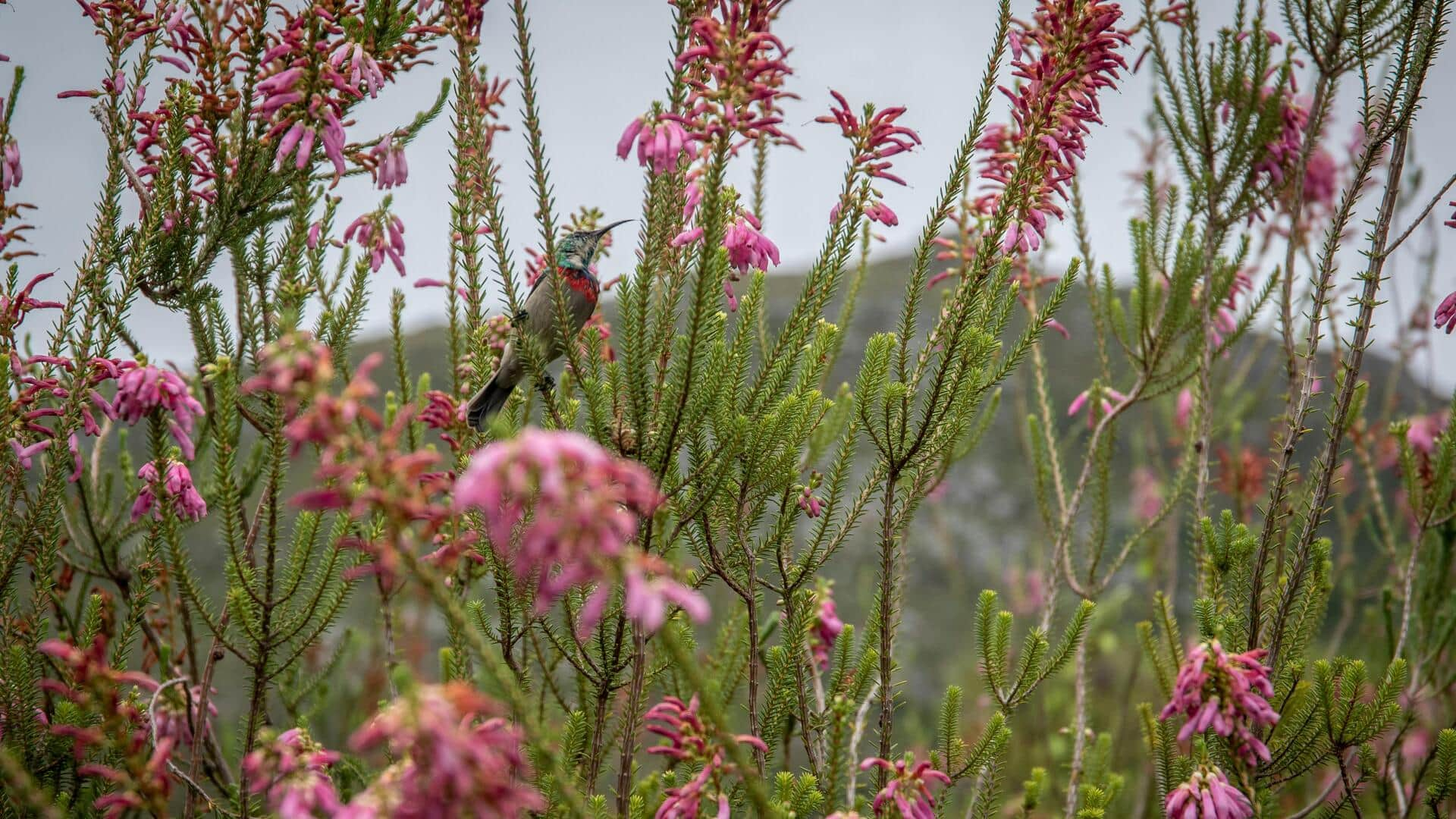 Menikmati Keindahan Fynbos di Rooiels, Afrika Selatan