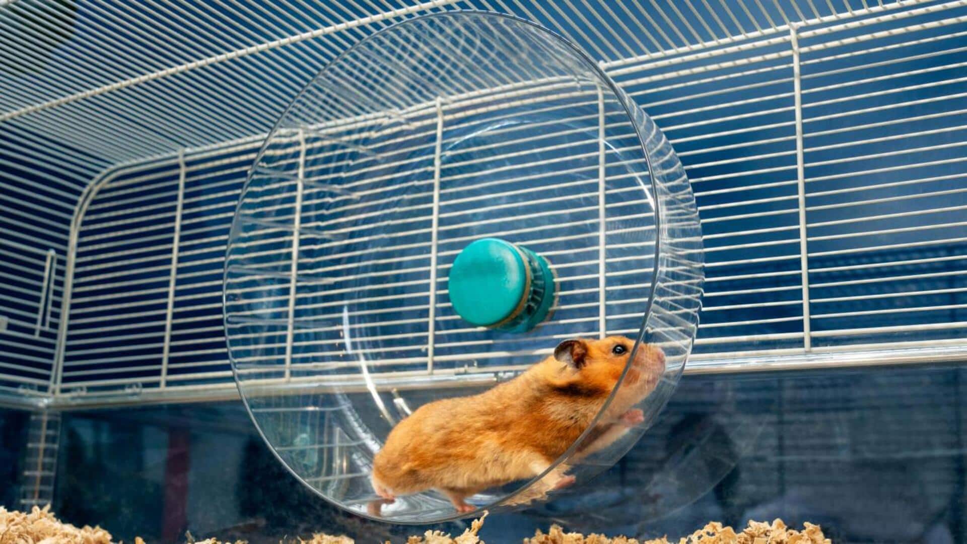 Mengungkap Aktivitas Nokturnal yang Unik dari Hamster Peliharaan Anda Mengungkap Aktivitas Nokturnal yang Unik dari Hamster Peliharaan Anda