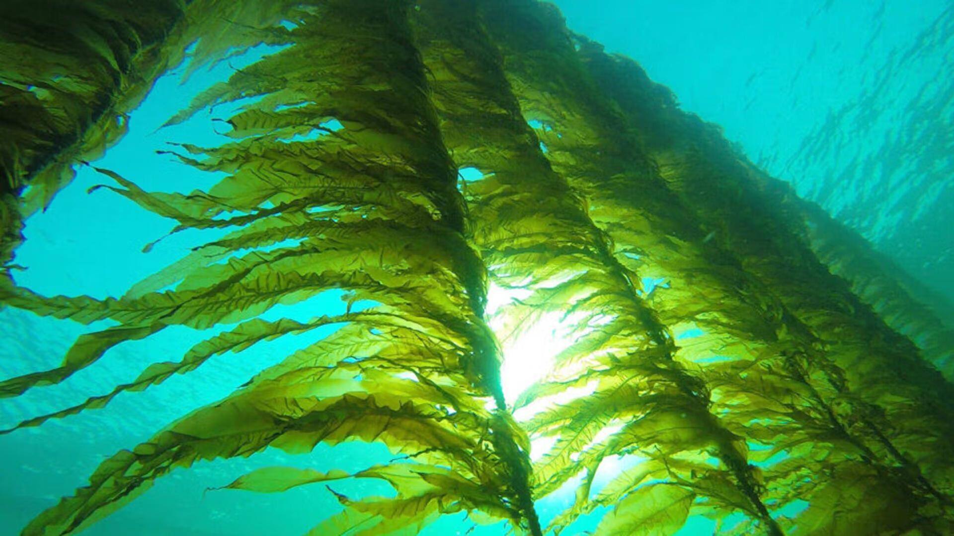 Mengungkap Penggunaan Rumput Laut untuk Sumber Daya yang Ramah Lingkungan