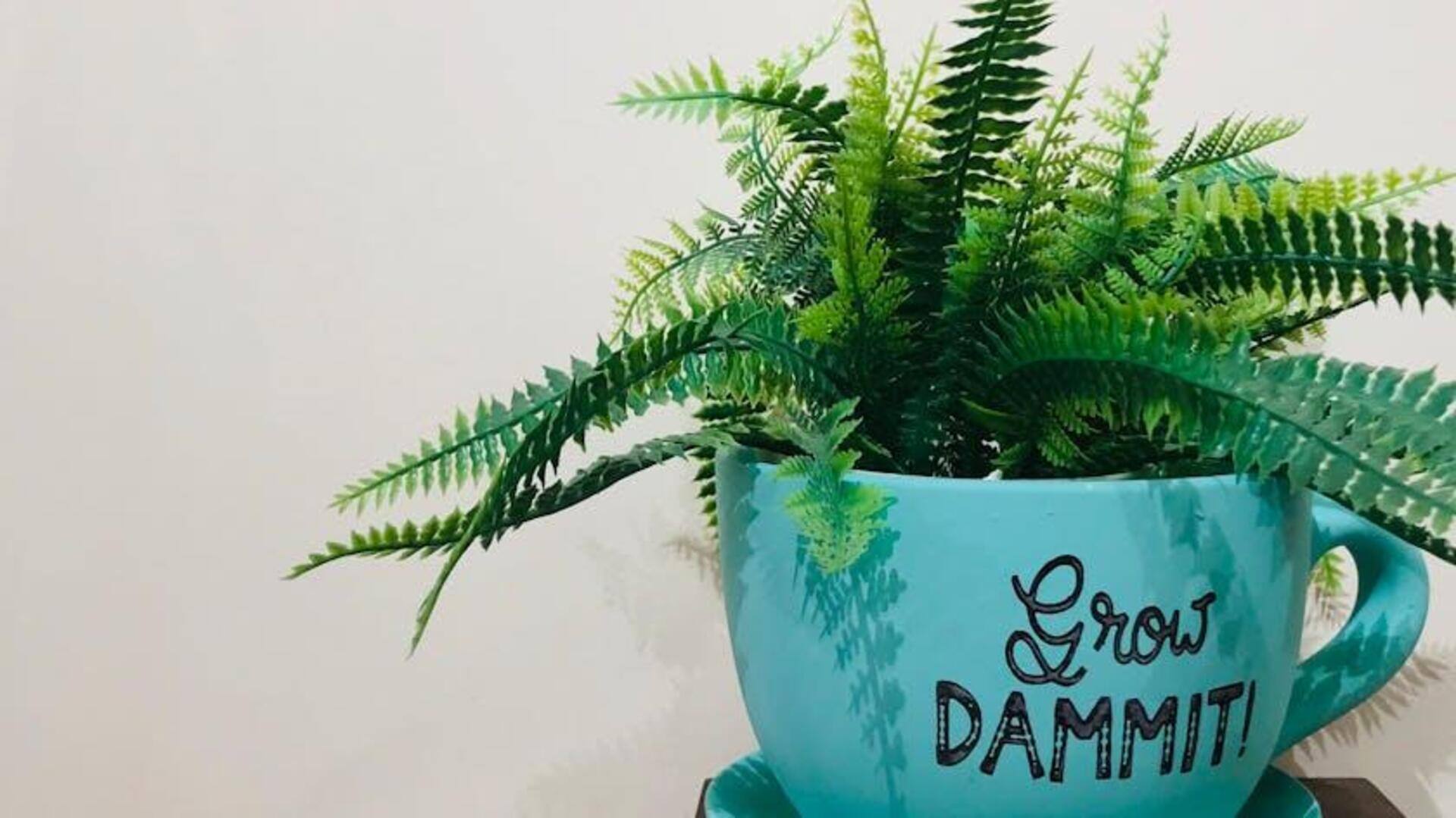 Cara Merawat Pakis Dalam Ruangan