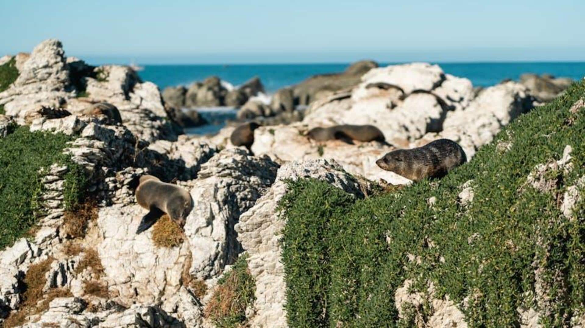 Menjelajahi Keindahan Kaikoura di Selandia Baru