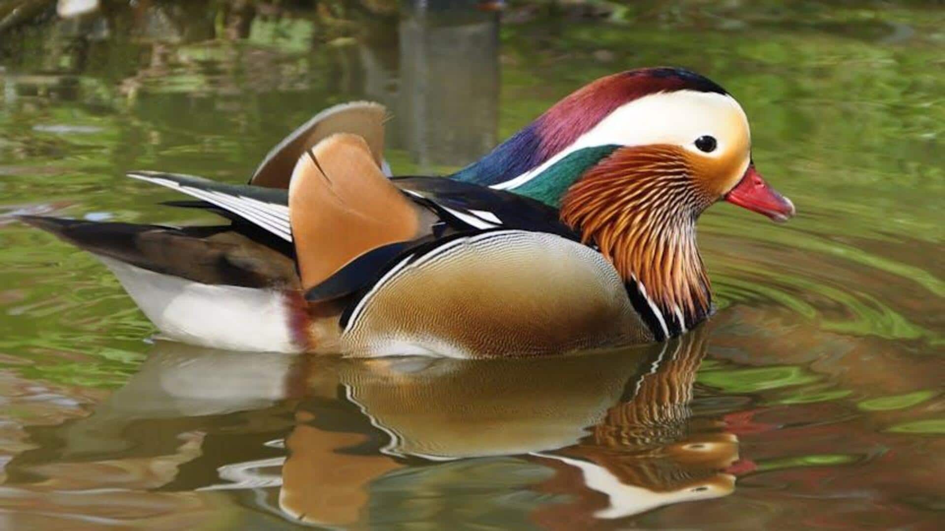 Rahasia Warna Cerah Bebek Mandarin