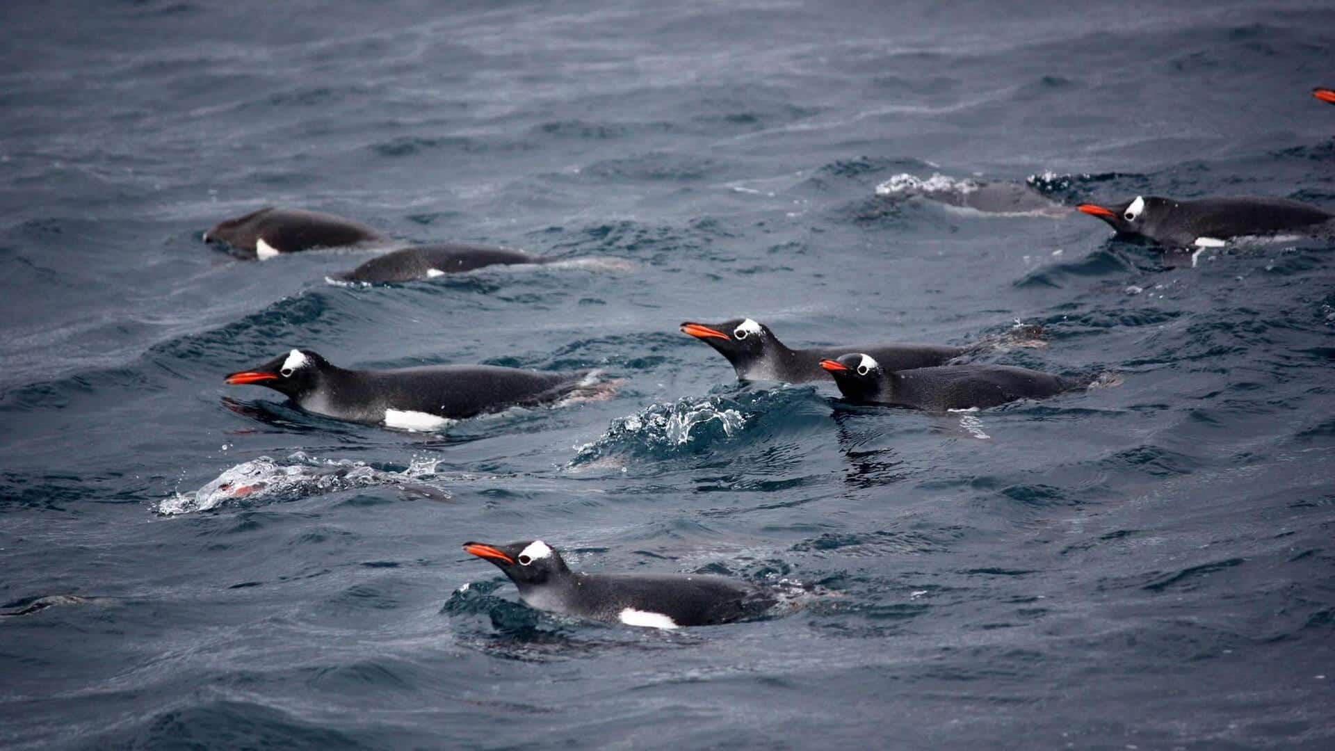 Cara Penguin Menghindari Predator dengan Berenang di Perairan Dingin