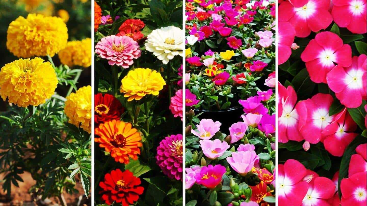 Bawa 5 tanaman berbunga musim panas ini ke taman Anda hari ini