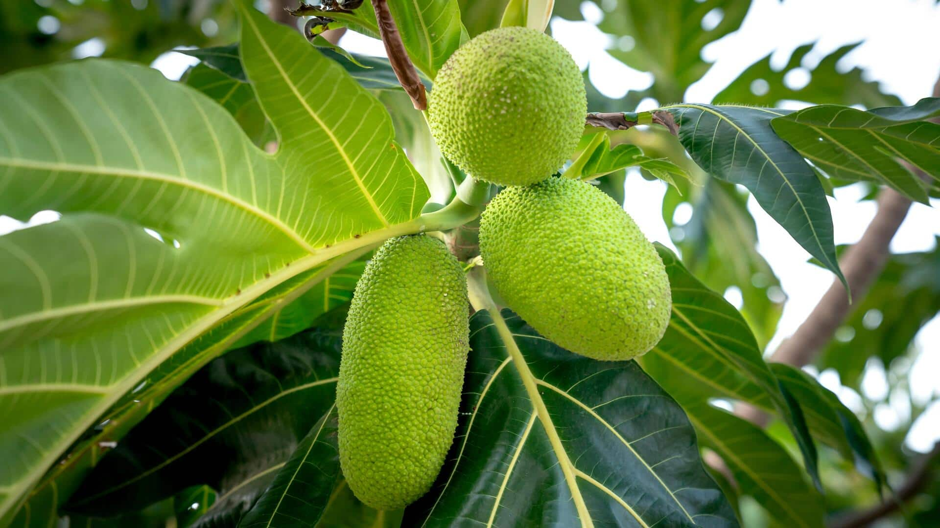 Resep Hidangan Penutup Vegan Kaya Serat dengan Buah Sukun