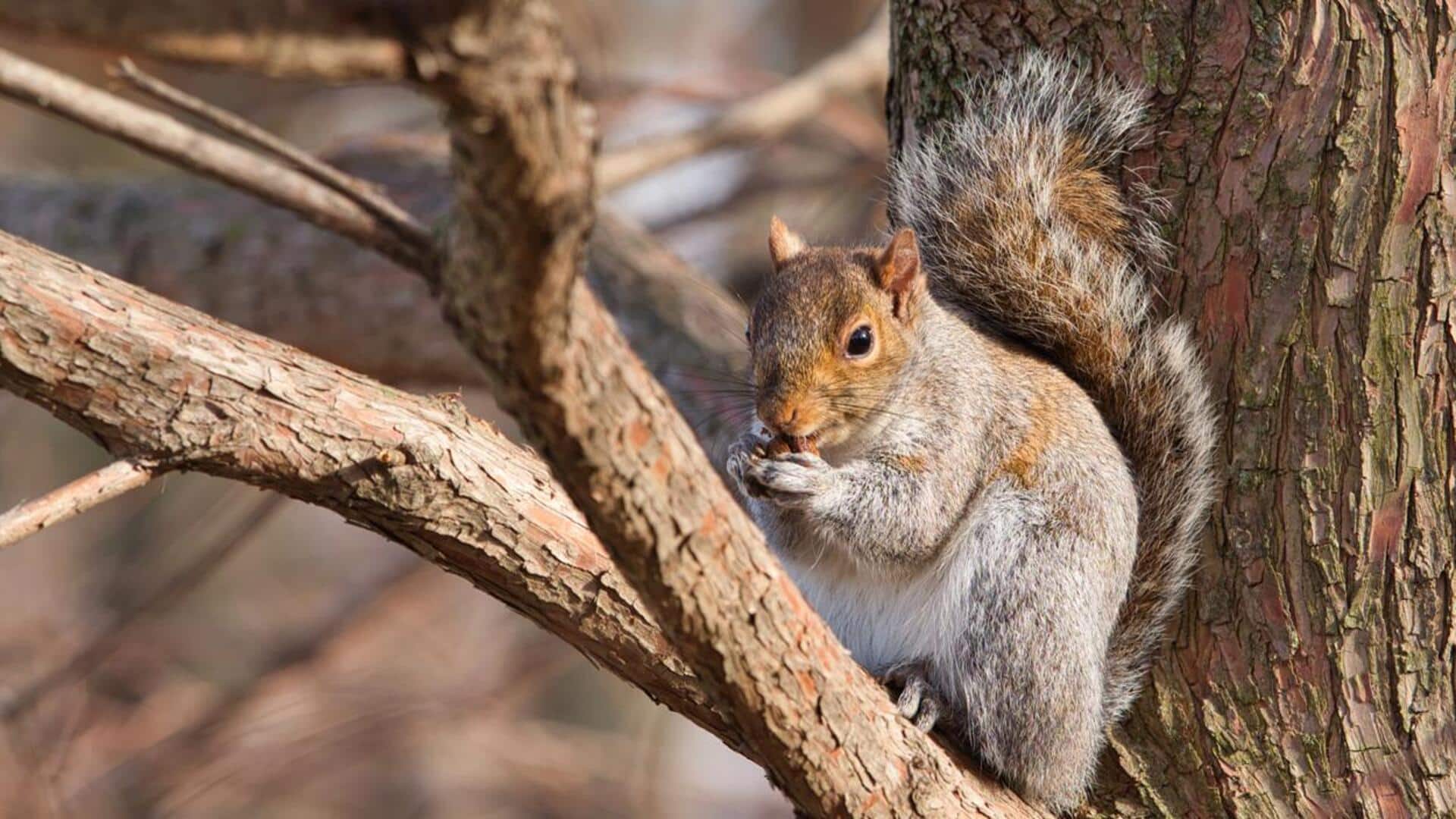Menjelajahi Pola Komunikasi Tupai yang Unik
