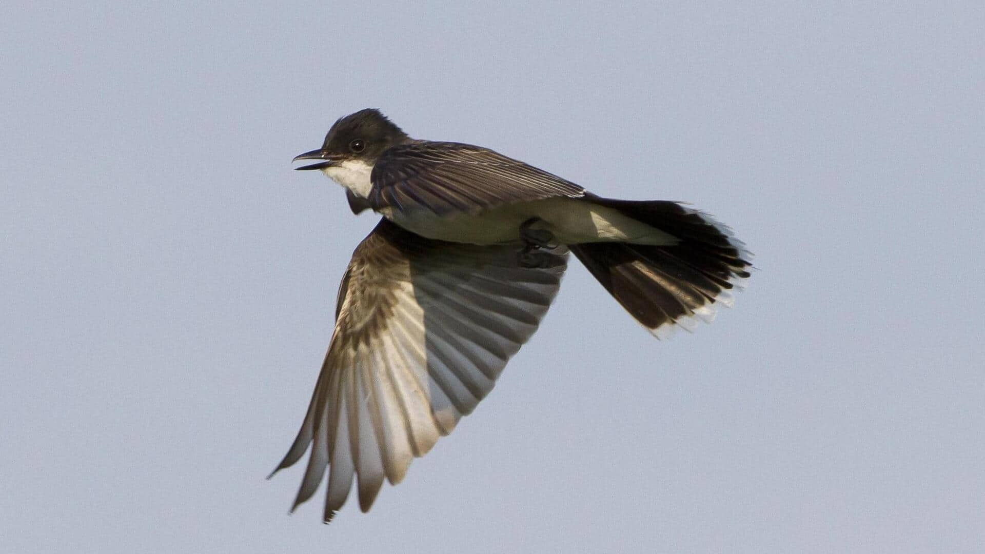 Mengamati Tampilan Menarik dari Burung Kingbird di Alam Liar