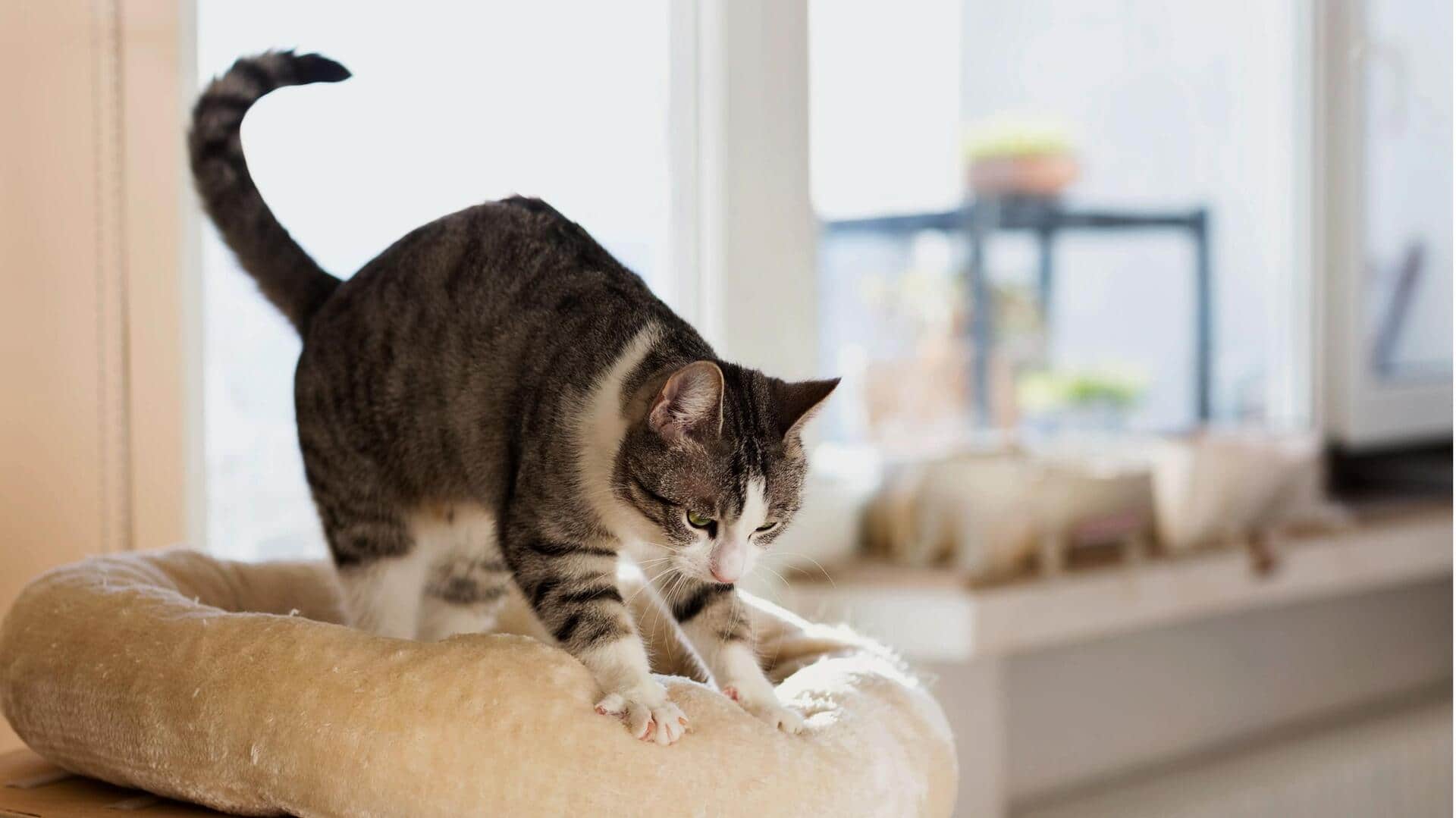 Kneading: Memahami Perilaku Kuno yang Digemari Kucing Kneading: Memahami Perilaku Kuno yang Digemari Kucing
