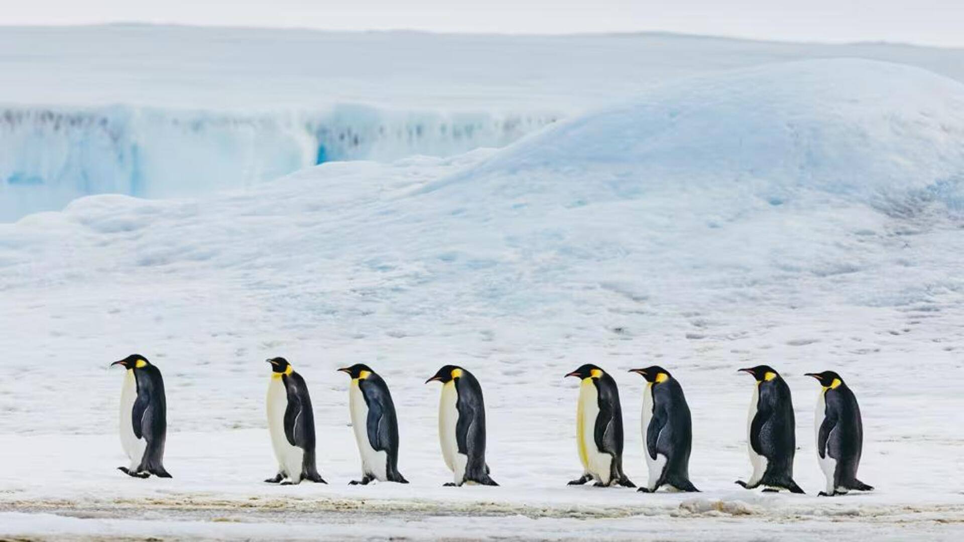 Mengungkap Rahasia Penguin dalam Menavigasi Lingkungan Es