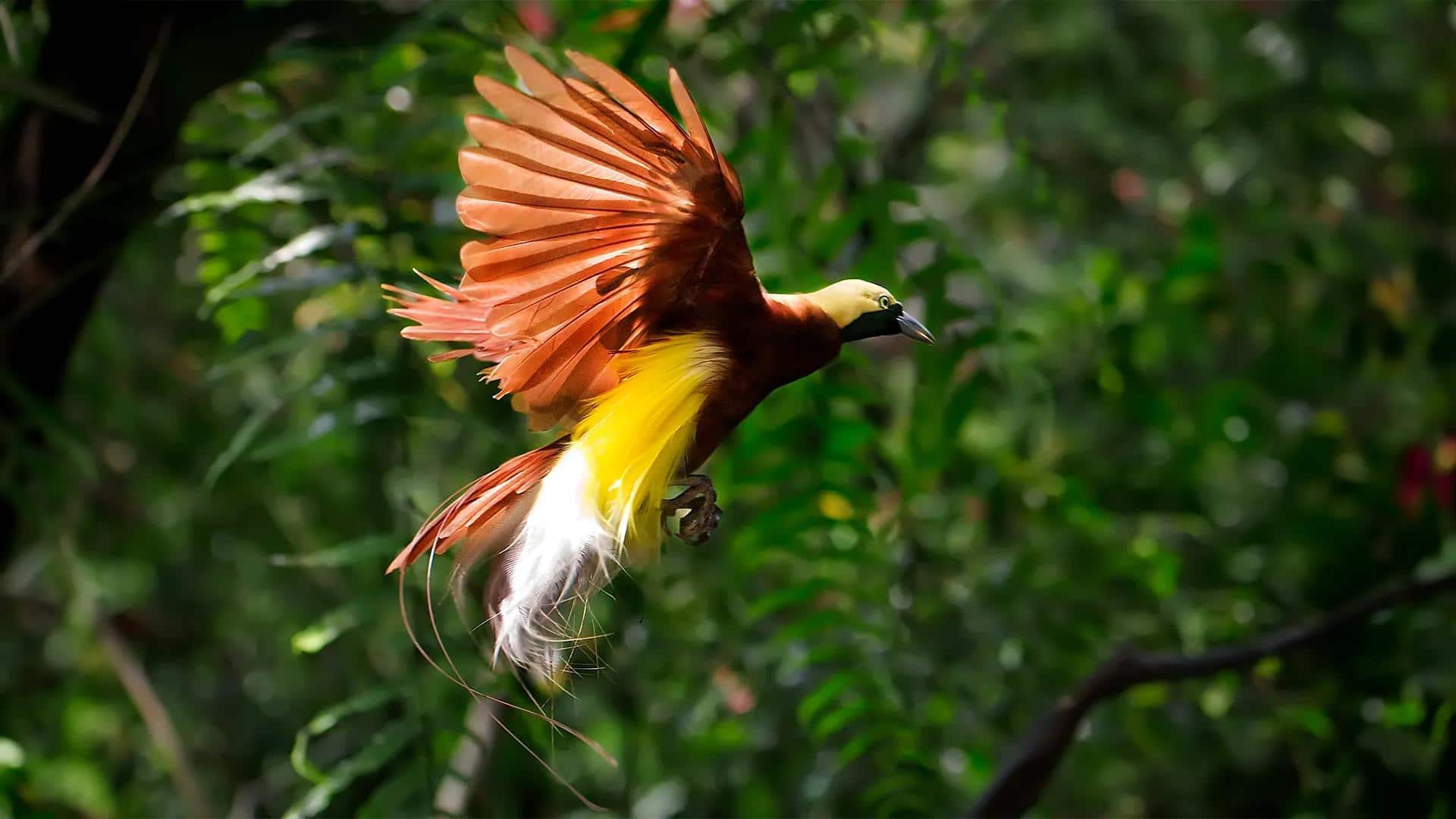 Evolusi yang Menakjubkan dari Bulu Burung Cendrawasih yang Indah Evolusi yang Menakjubkan dari Bulu Burung Cendrawasih yang Indah