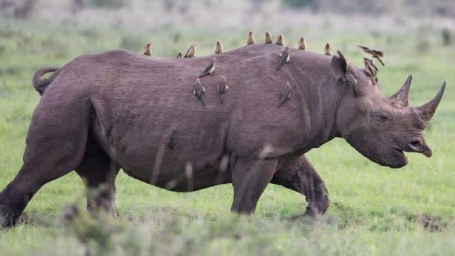 Simbiosis Tak Terlihat: Mengungkap Simbiosis di Habitat Badak