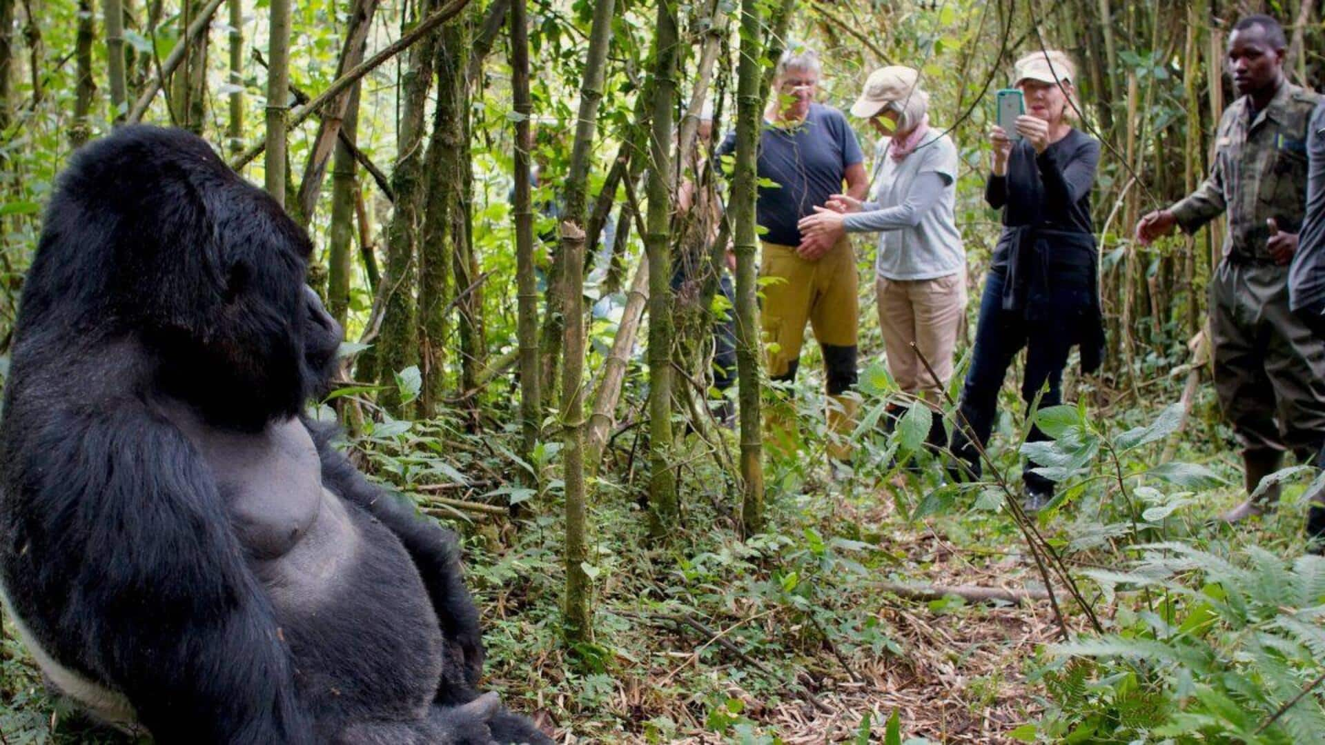 Daftar Item Wajib Untuk Trekking Sambil Menyaksikan Gorila Di Rwanda