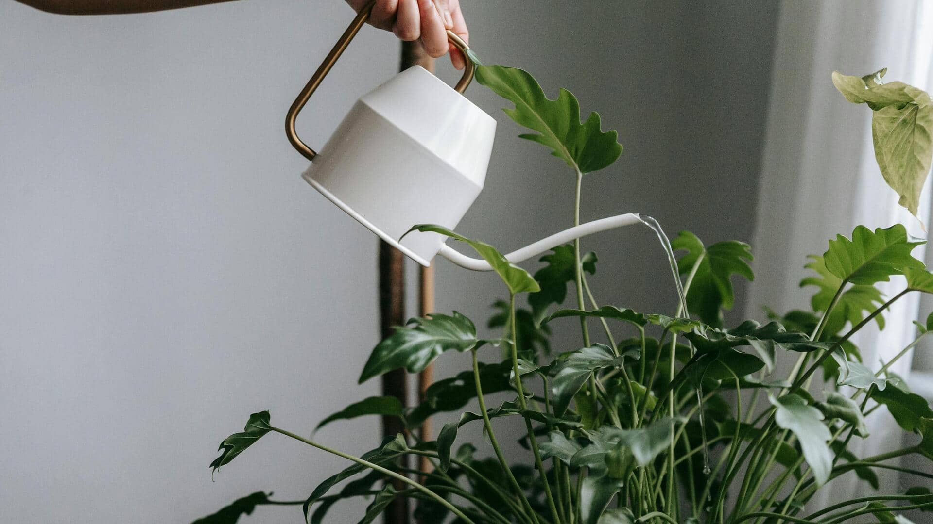 Penyiraman tanaman cepat dengan es batu