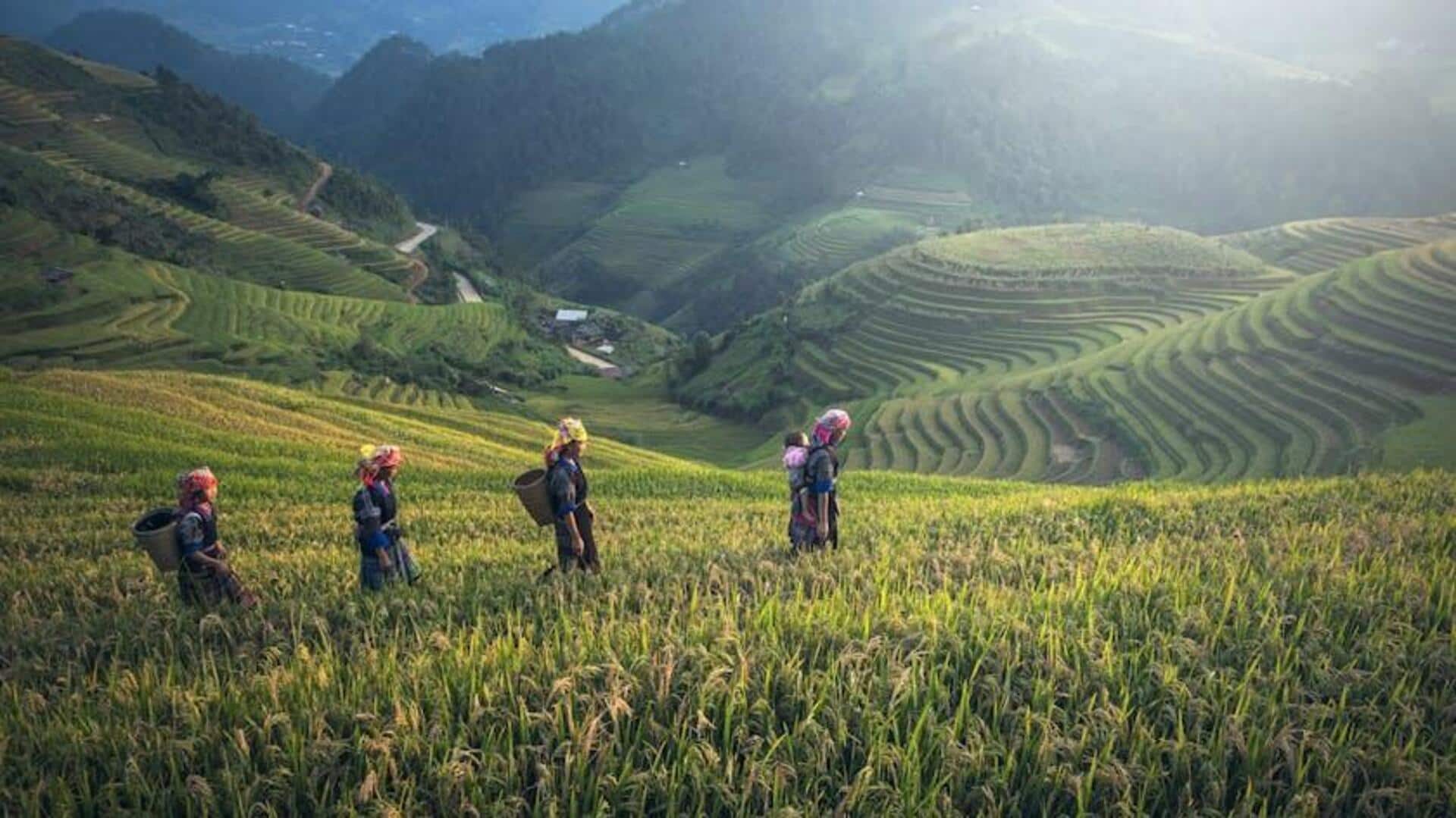 Lima Terasering Sawah Menawan di Vietnam