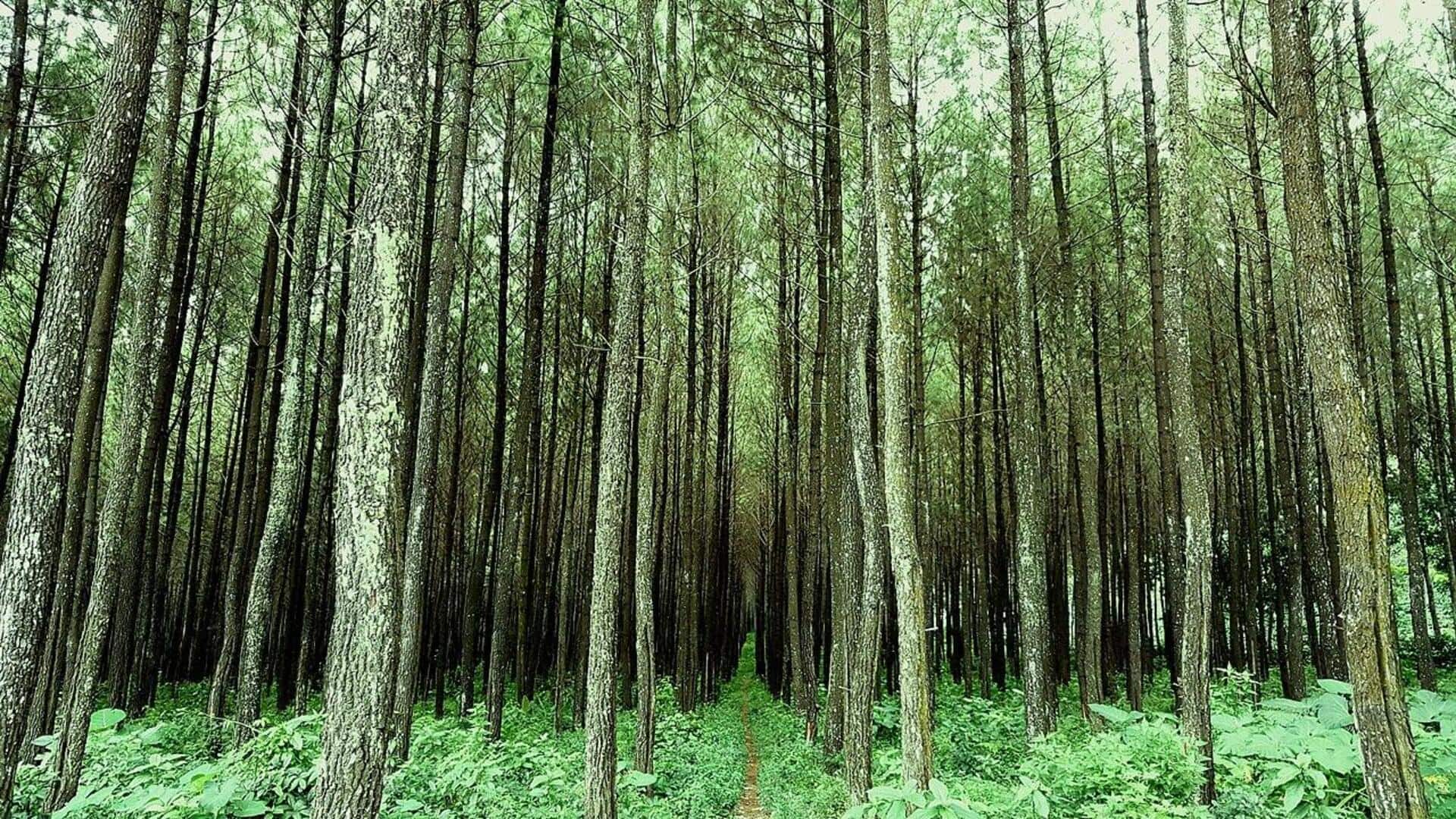 Pengaruh Indonesia pada Industri Produksi Karet Global