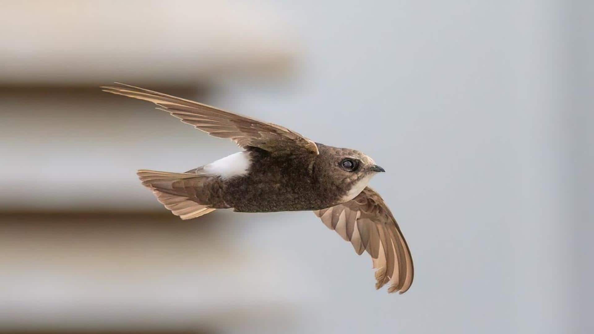 Memahami Teknik Terbang Hemat Energi dari Burung Swift