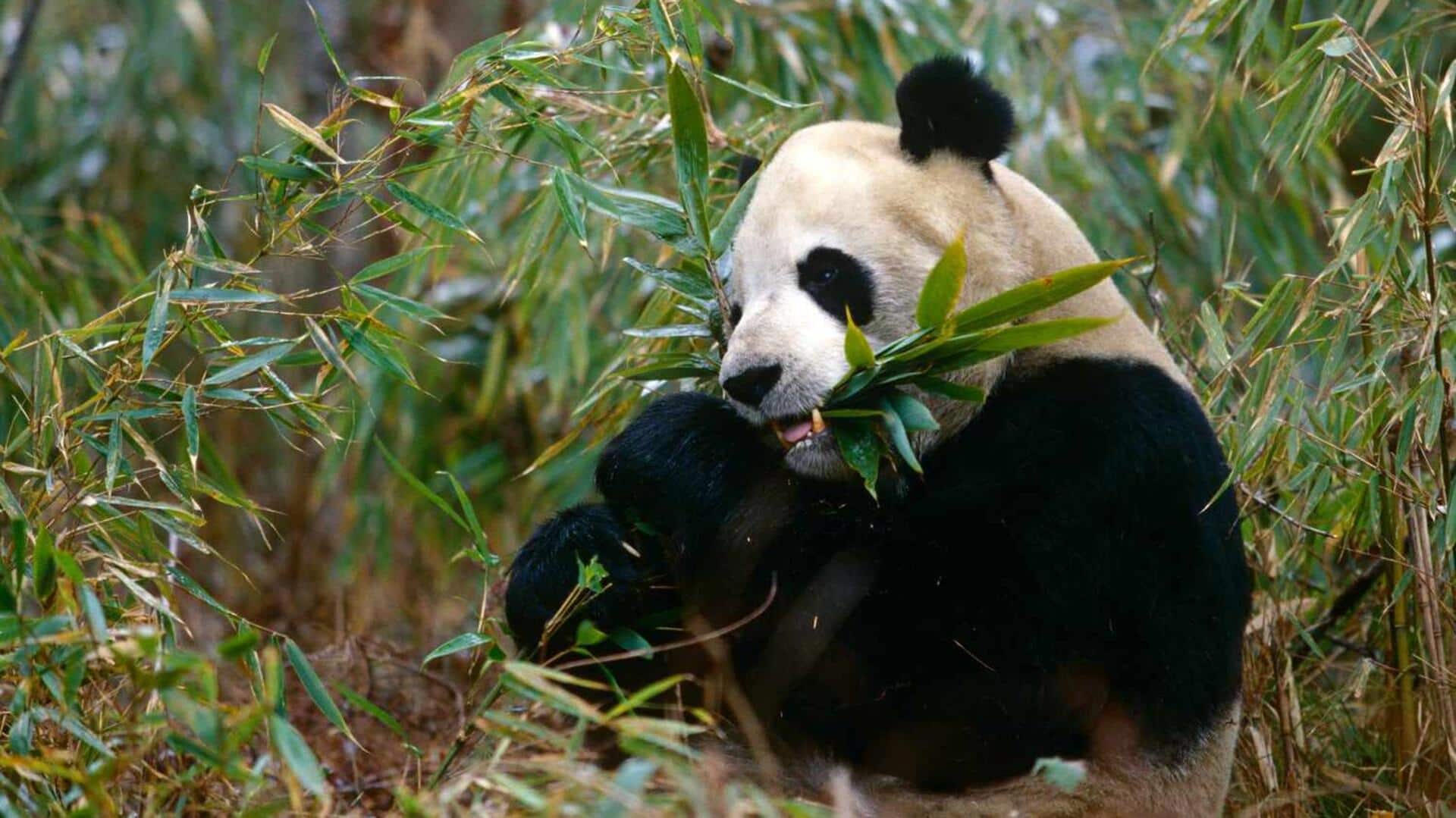 Lima Perilaku Panda yang Menarik Para Peneliti Lima Perilaku Panda yang Menarik Para Peneliti