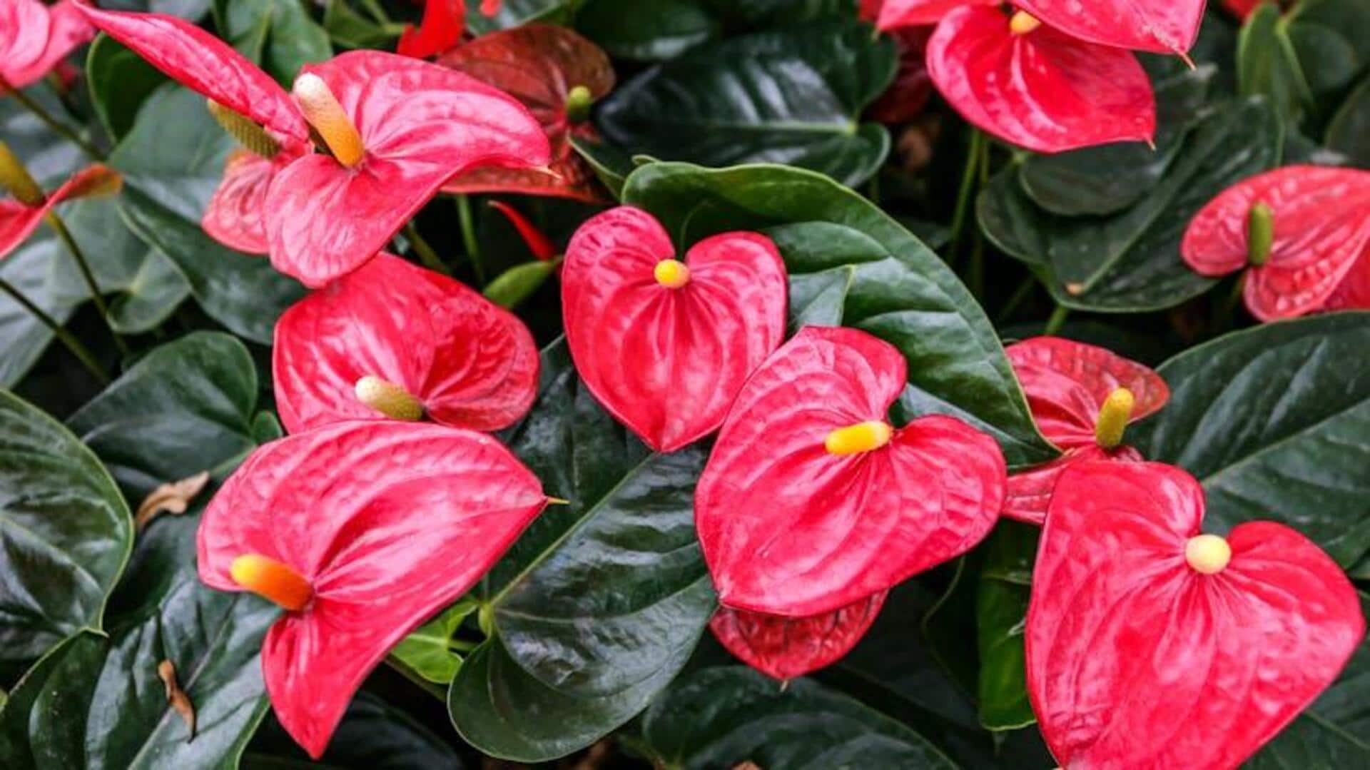 Teknik Menanam Tanaman Kuping Gajah di Dalam Ruangan