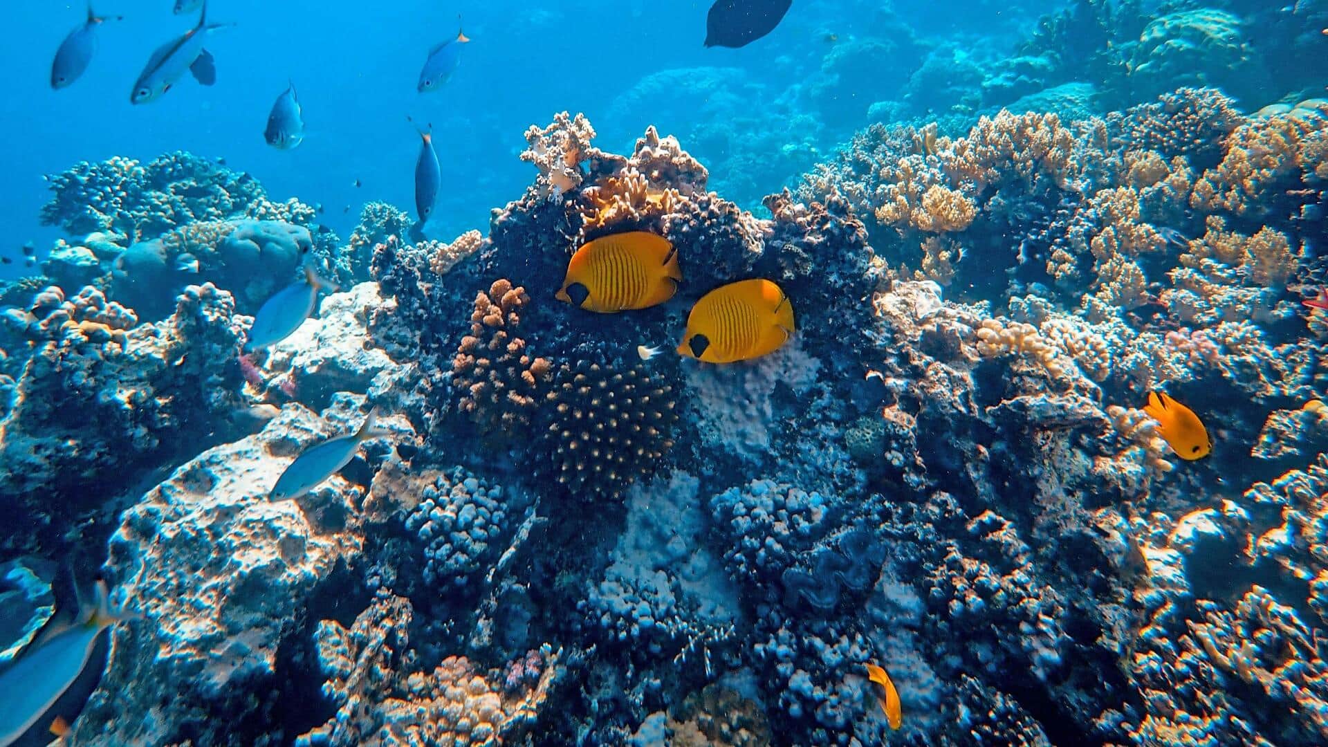 Karang: Arsitek Bawah Laut dan Pembentukannya Karang: Arsitek Bawah Laut dan Pembentukannya