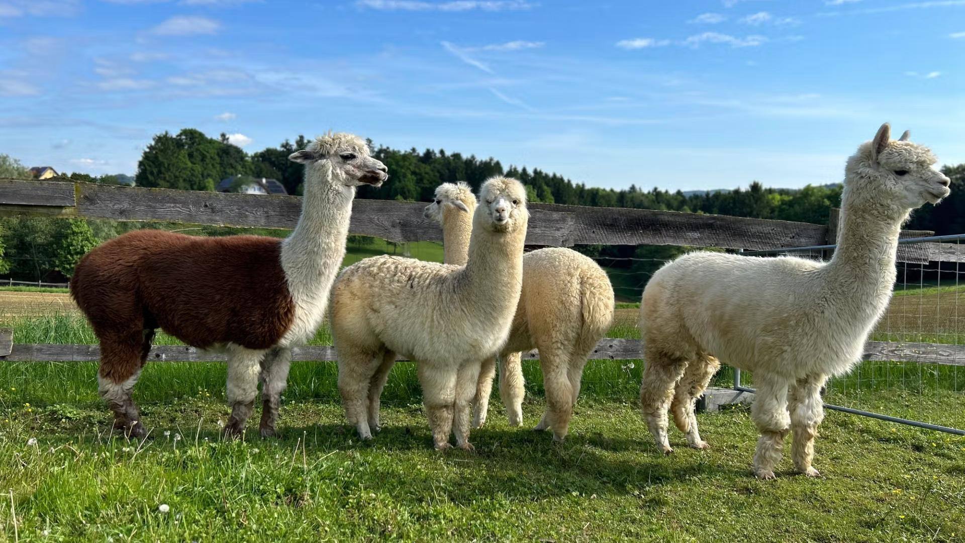 Mengungkap Struktur Sosial Alpaka yang Menarik