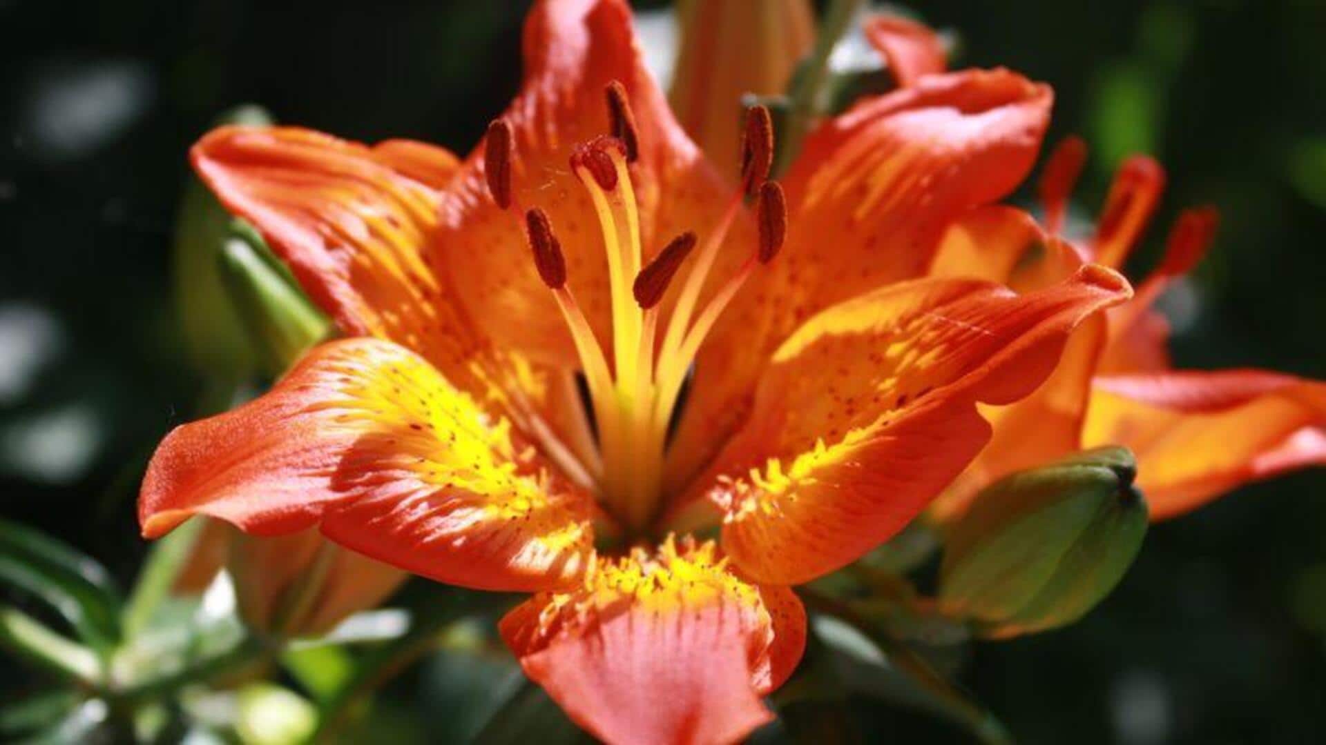 Rahasia Merawat Tanaman Liliaceae di Dalam Ruangan
