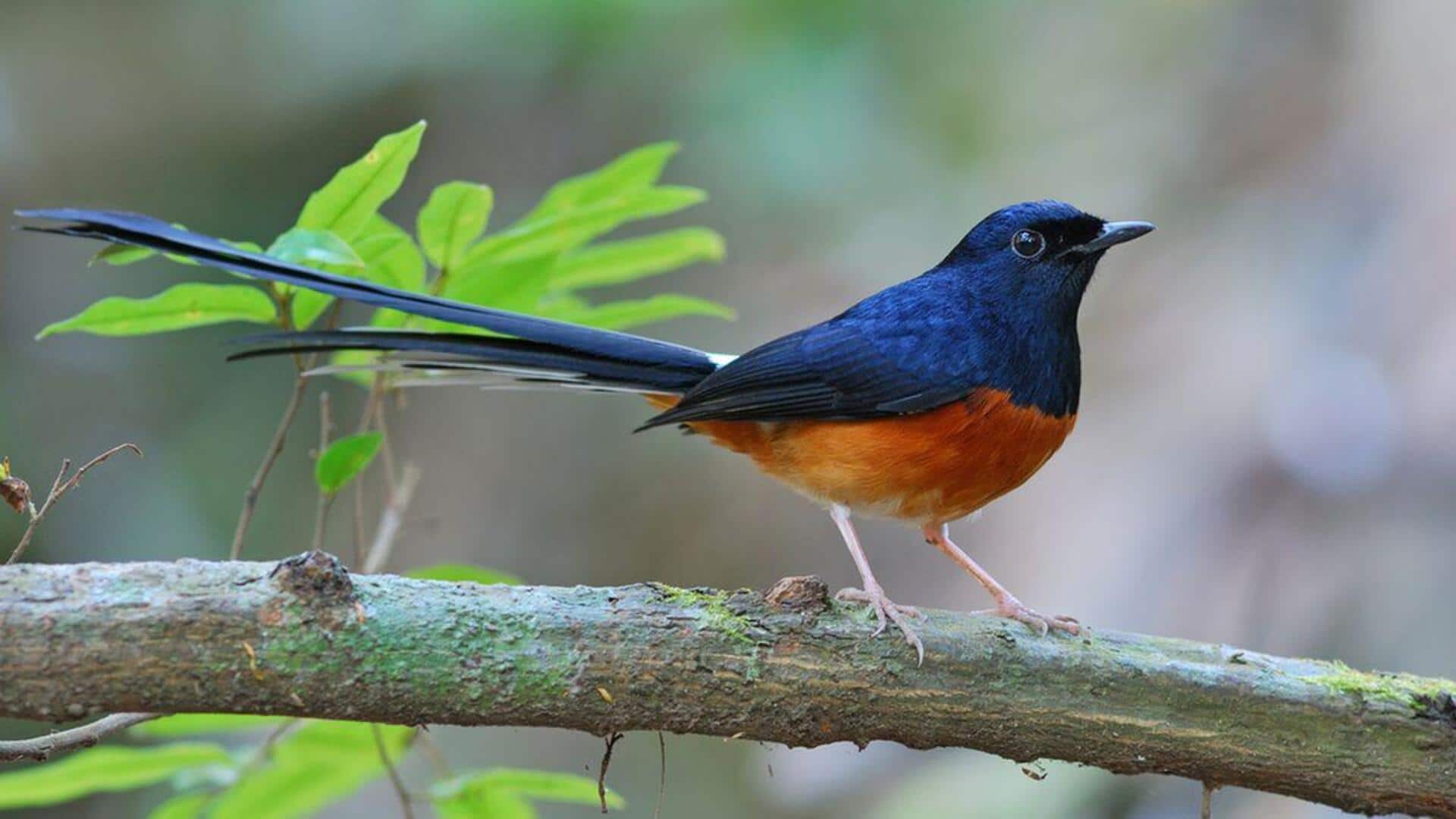  Fakta Menarik tentang Keajaiban Mimikri Burung Murai