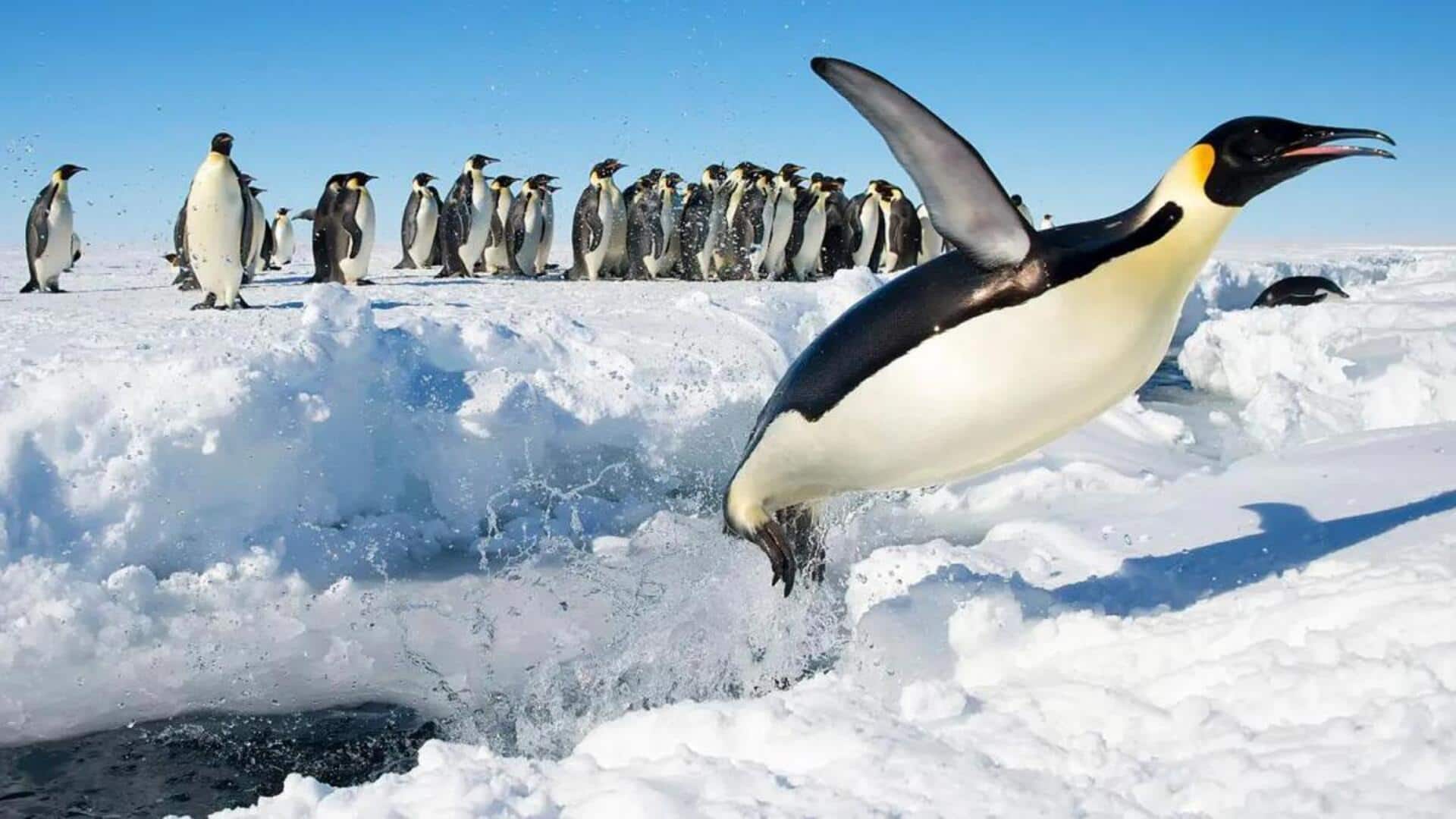 Keajaiban Navigasi Penguin di Lingkungan yang Beku