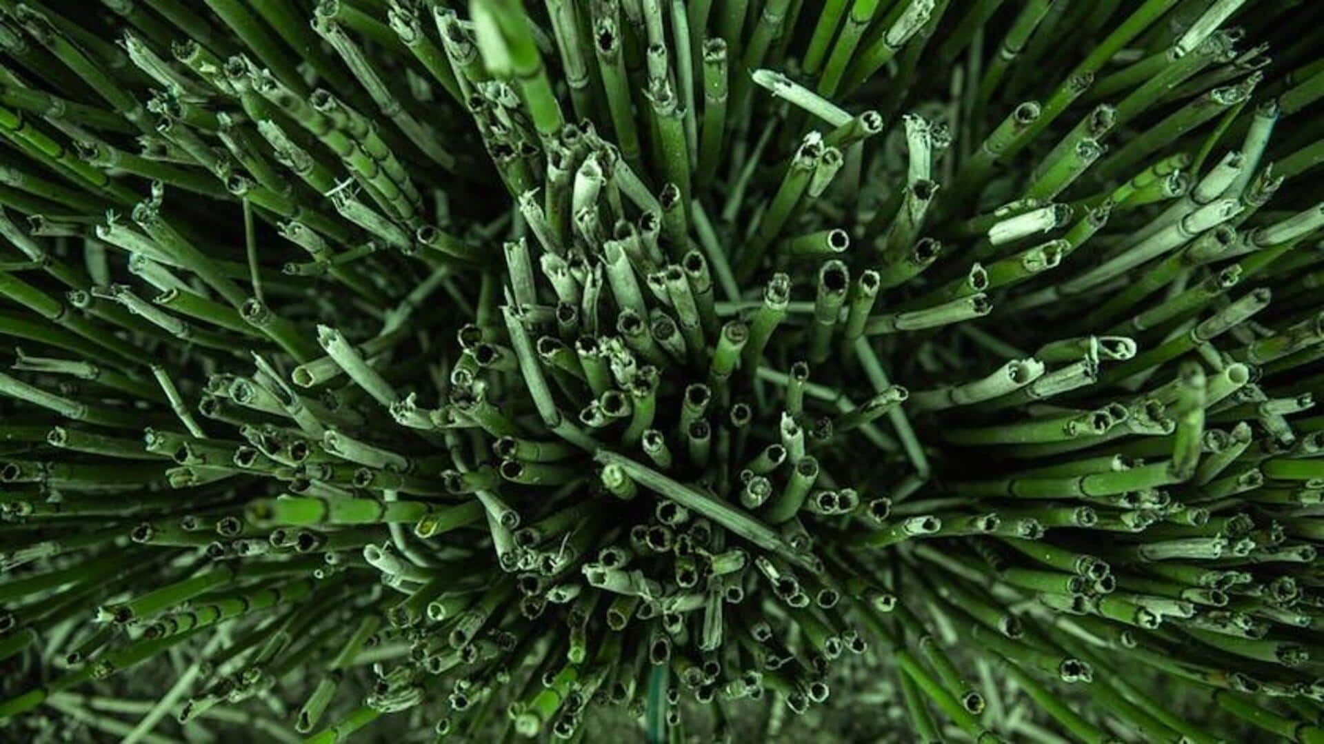 Tumbuhan Paku Obat untuk Kebun Rumah Anda