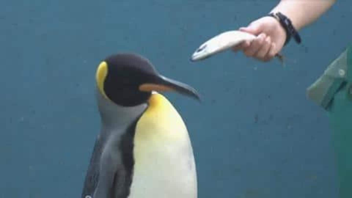 Jepang alami inflasi, penguin di sana pilih-pilih makanan