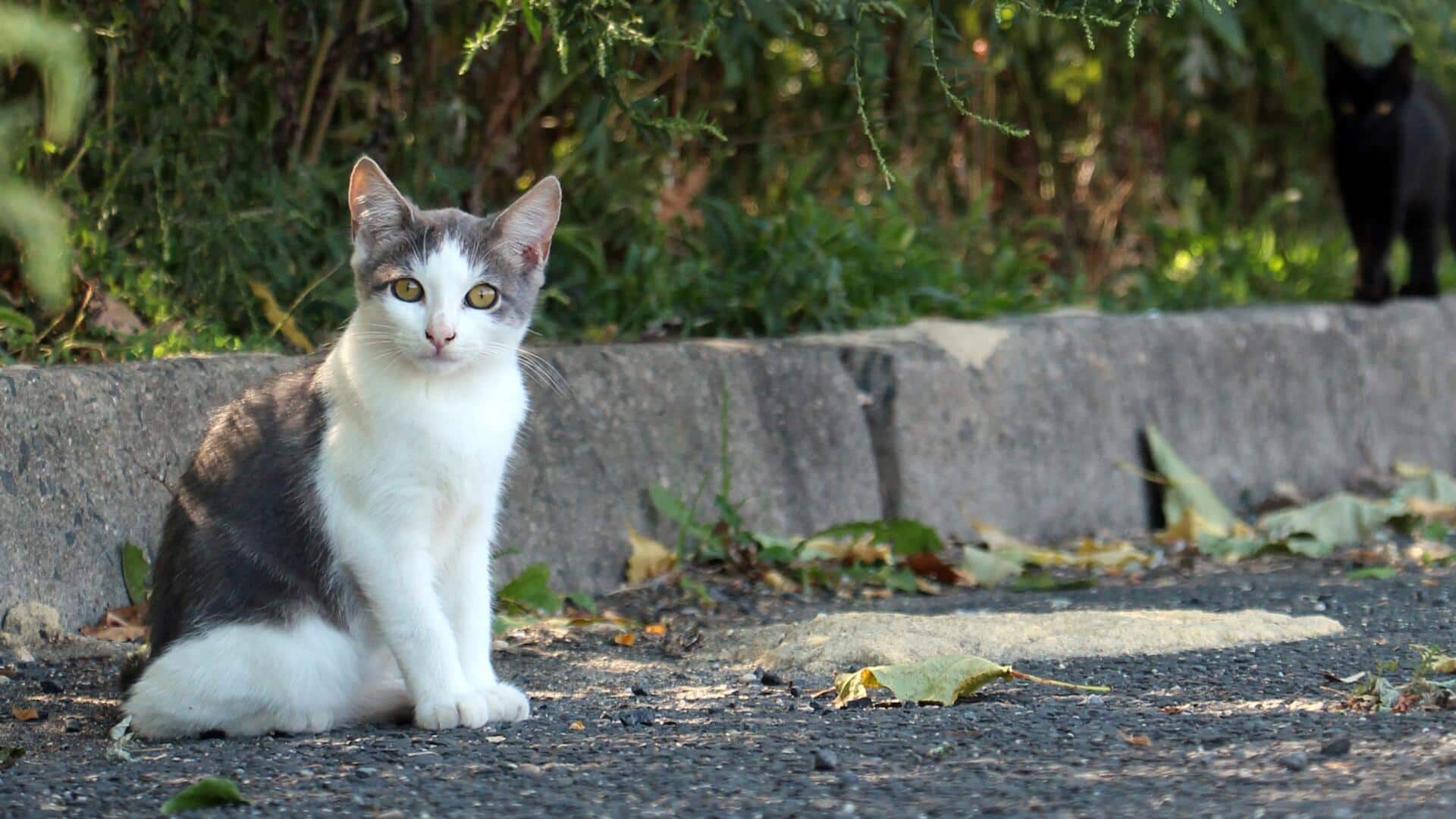 Mempelajari Teritori Kucing yang Tak Terduga di Wilayah Perkotaan Mempelajari Teritori Kucing yang Tak Terduga di Wilayah Perkotaan