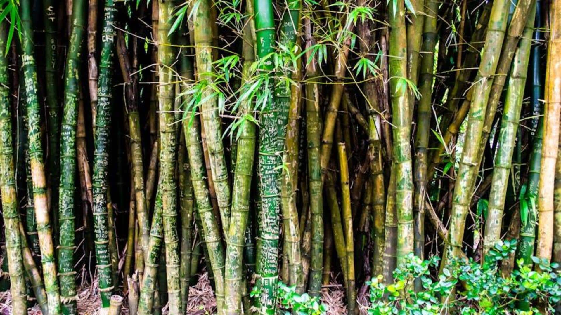 Cara Menanam Bambu untuk Layar Privasi Alami