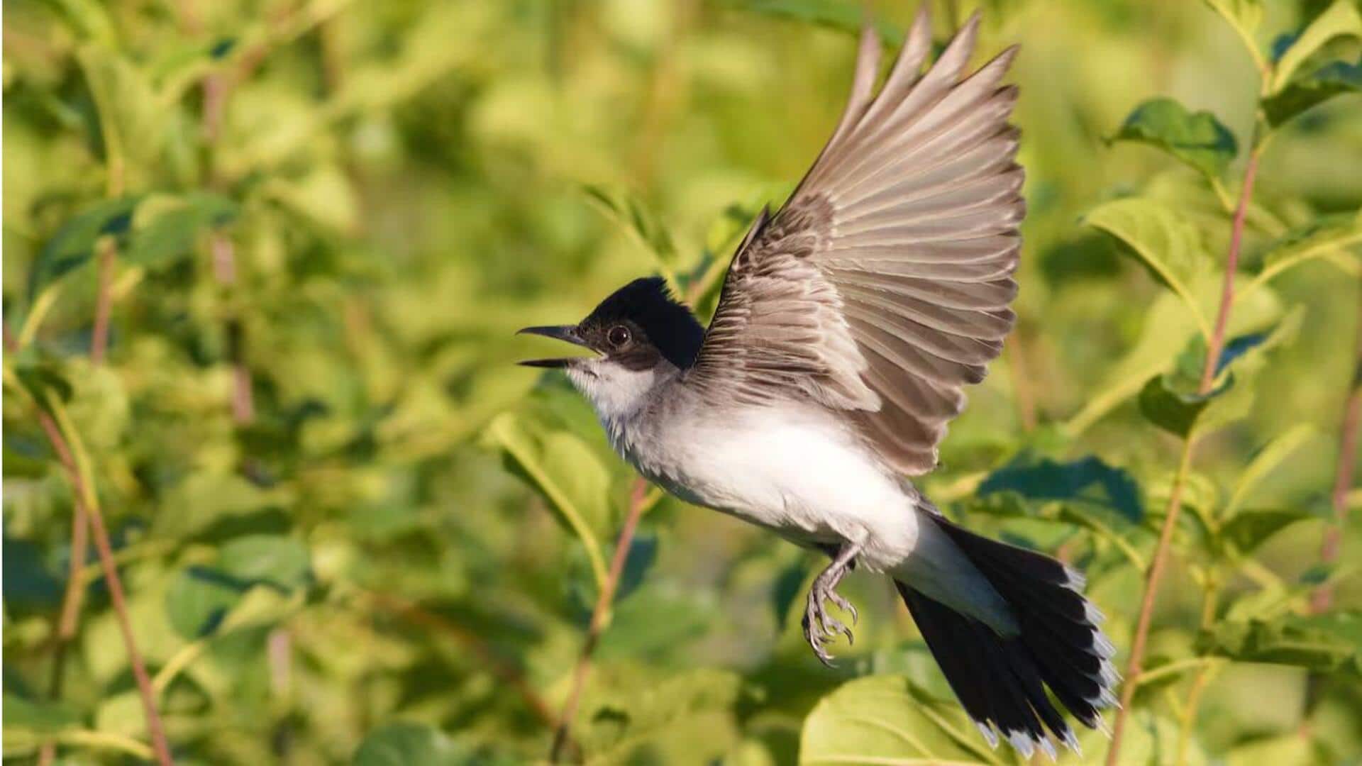 Migrasi Burung Kingbird: Pola dan Pengaruh Lingkungan