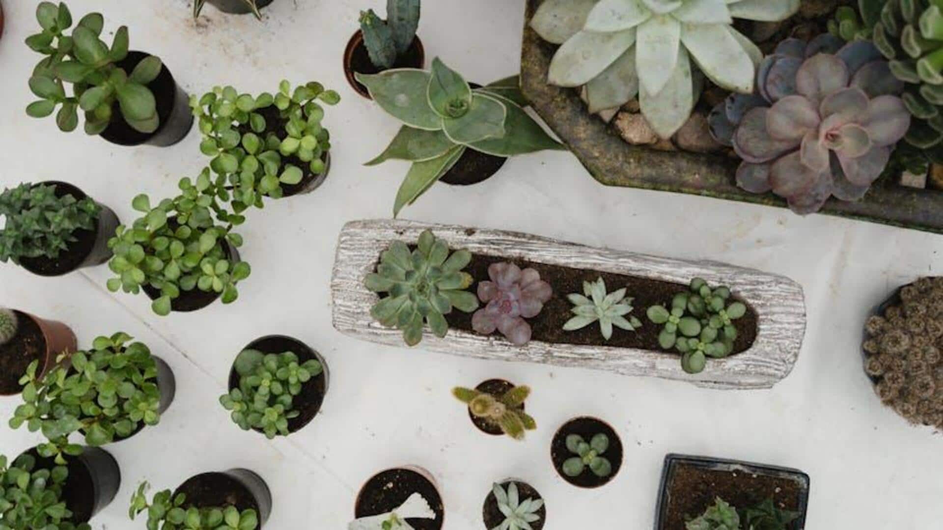 Lima Cara Kreatif Menyebarkan Sukulen di Rumah