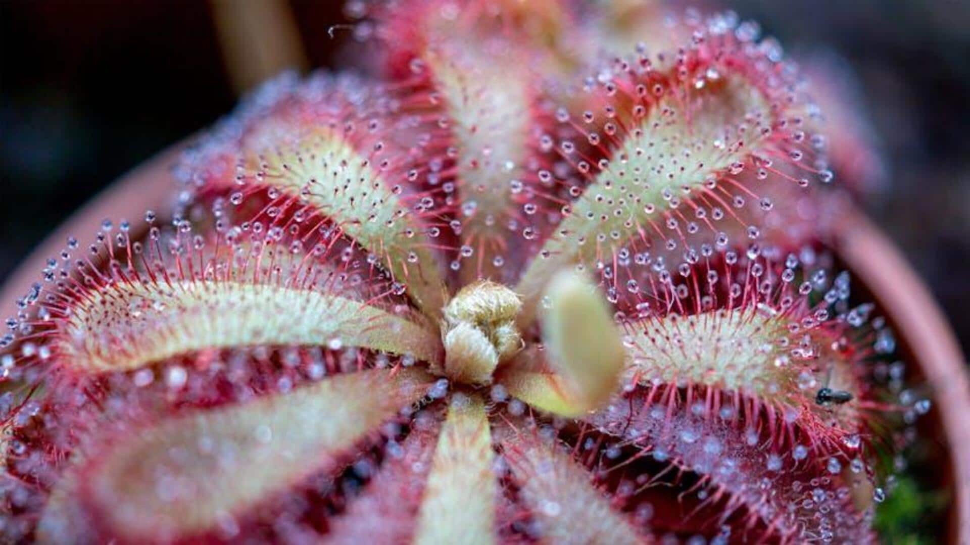 Tips Menumbuhkan Sundew di Rumah