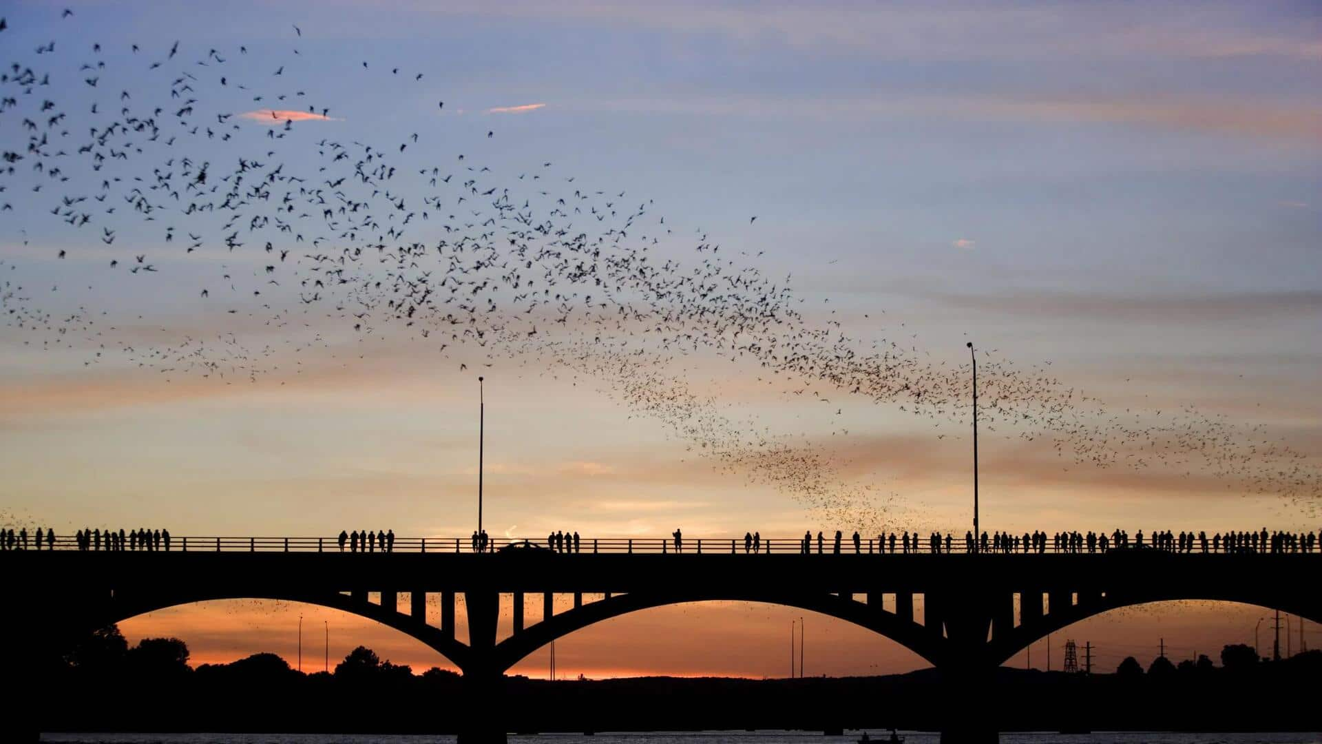 Menyaksikan Keluarnya Ribuan Kelelawar Di Jembatan Congress Austin