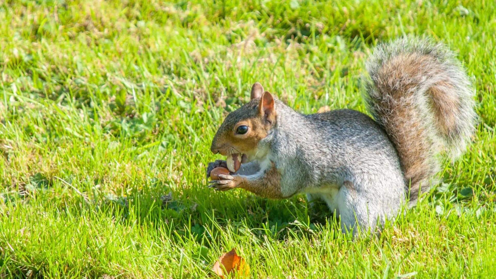 Peran Tupai dalam Penanaman Pohon di Hutan secara Tak Sengaja