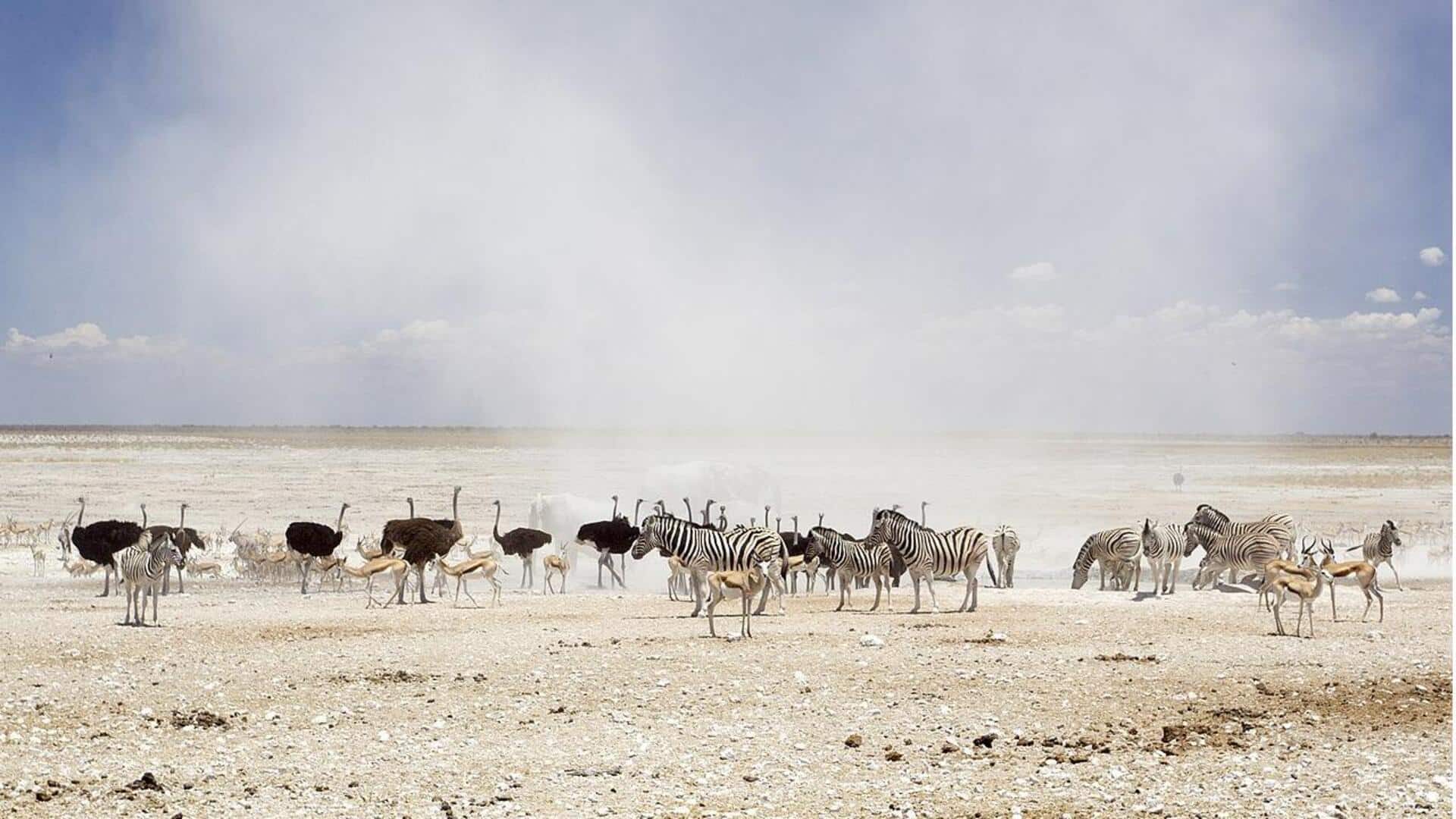 Menyaksikan Satwa Liar di Taman Nasional Etosha, Namibia