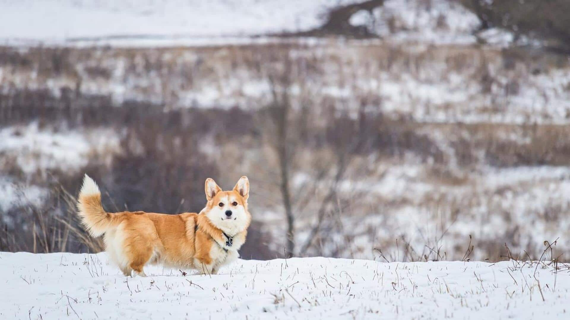 Tips perawatan ekor Pembroke Welsh Corgi 