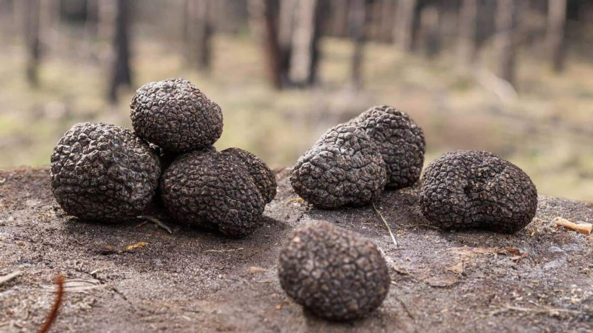 Sederet Item Yang Wajib Ada Untuk Berburu Truffle Di Tuscany