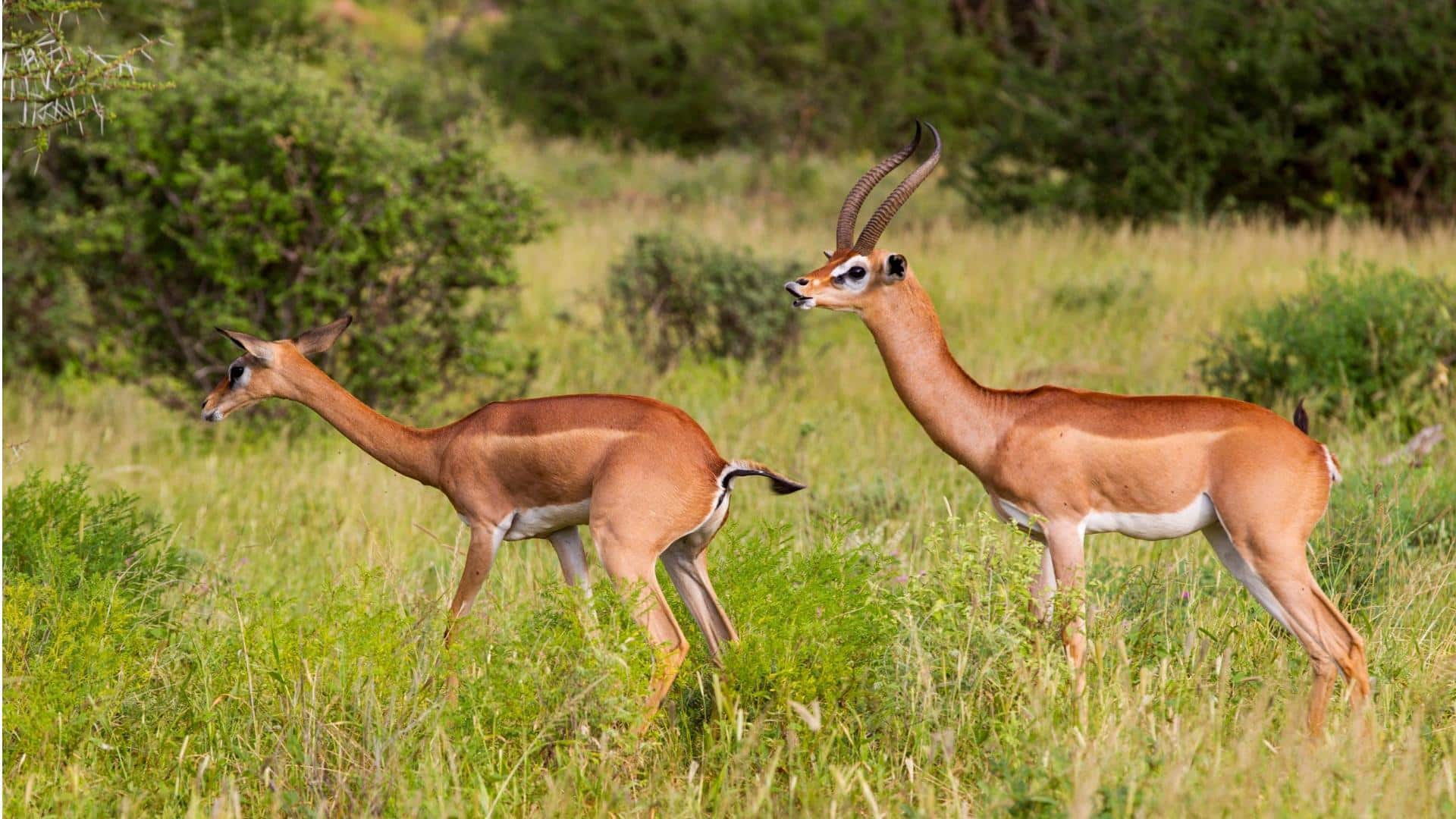 Rahasia Habitat Rusa Berleher Panjang di Tepi Hutan