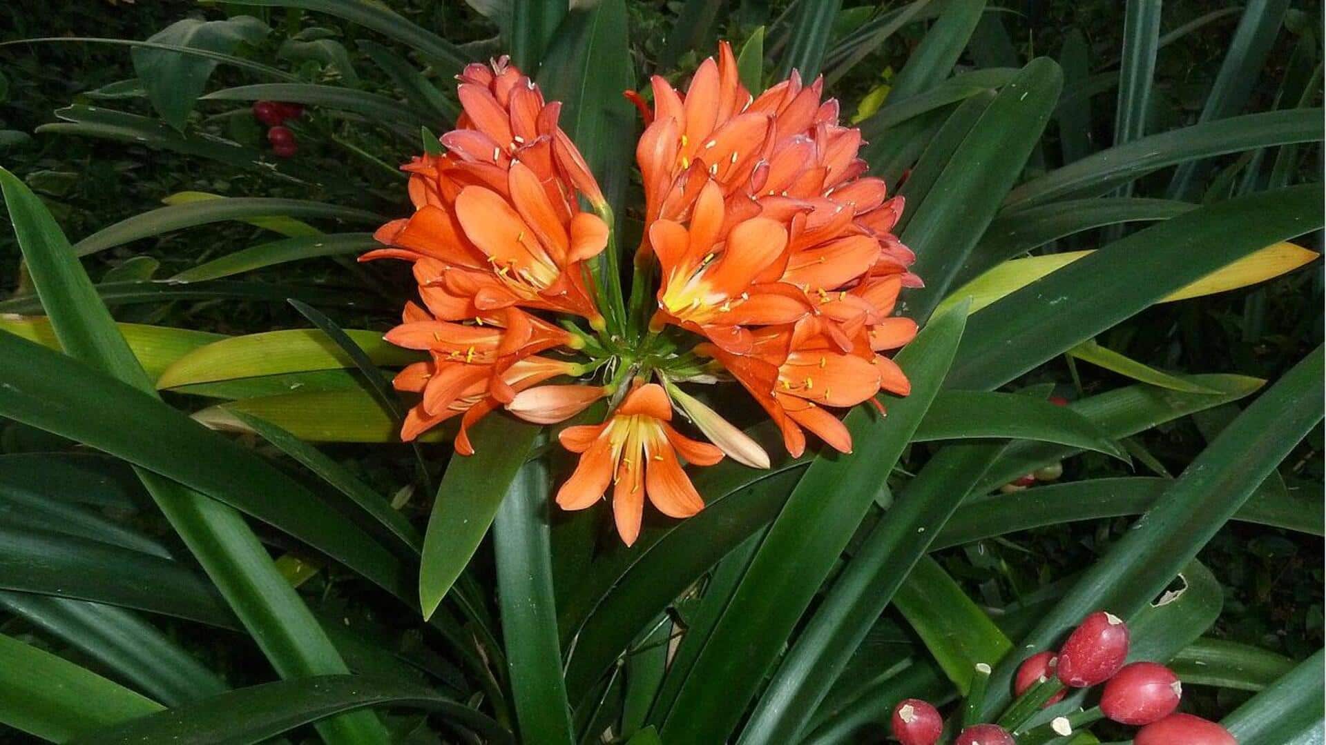 Tips Merawat Tanaman Clivia di Dalam Ruangan