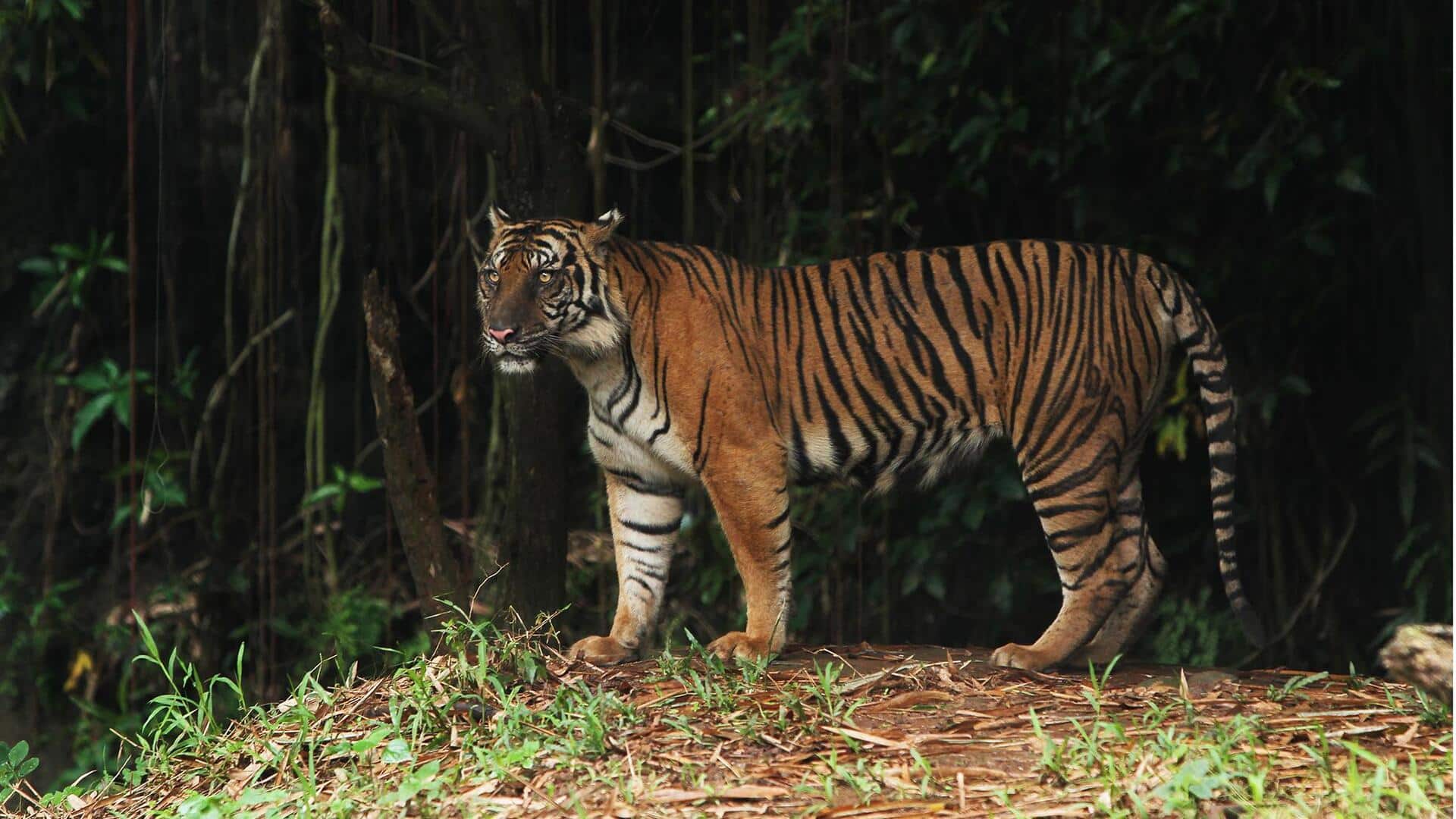Rahasia Berburu dalam Senyap dari Harimau Sumatra