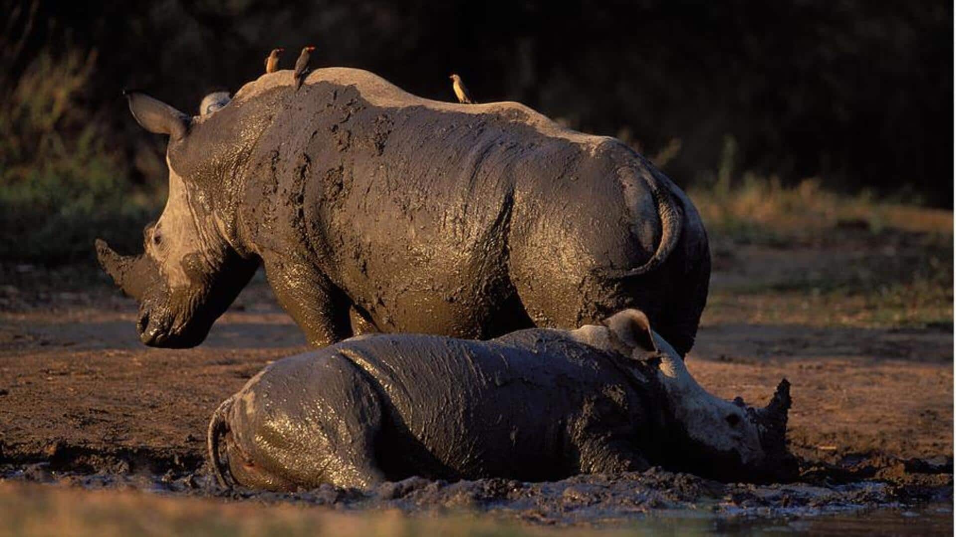 Memahami Kebiasaan Unik Badak yang Suka Berendam di Lumpur