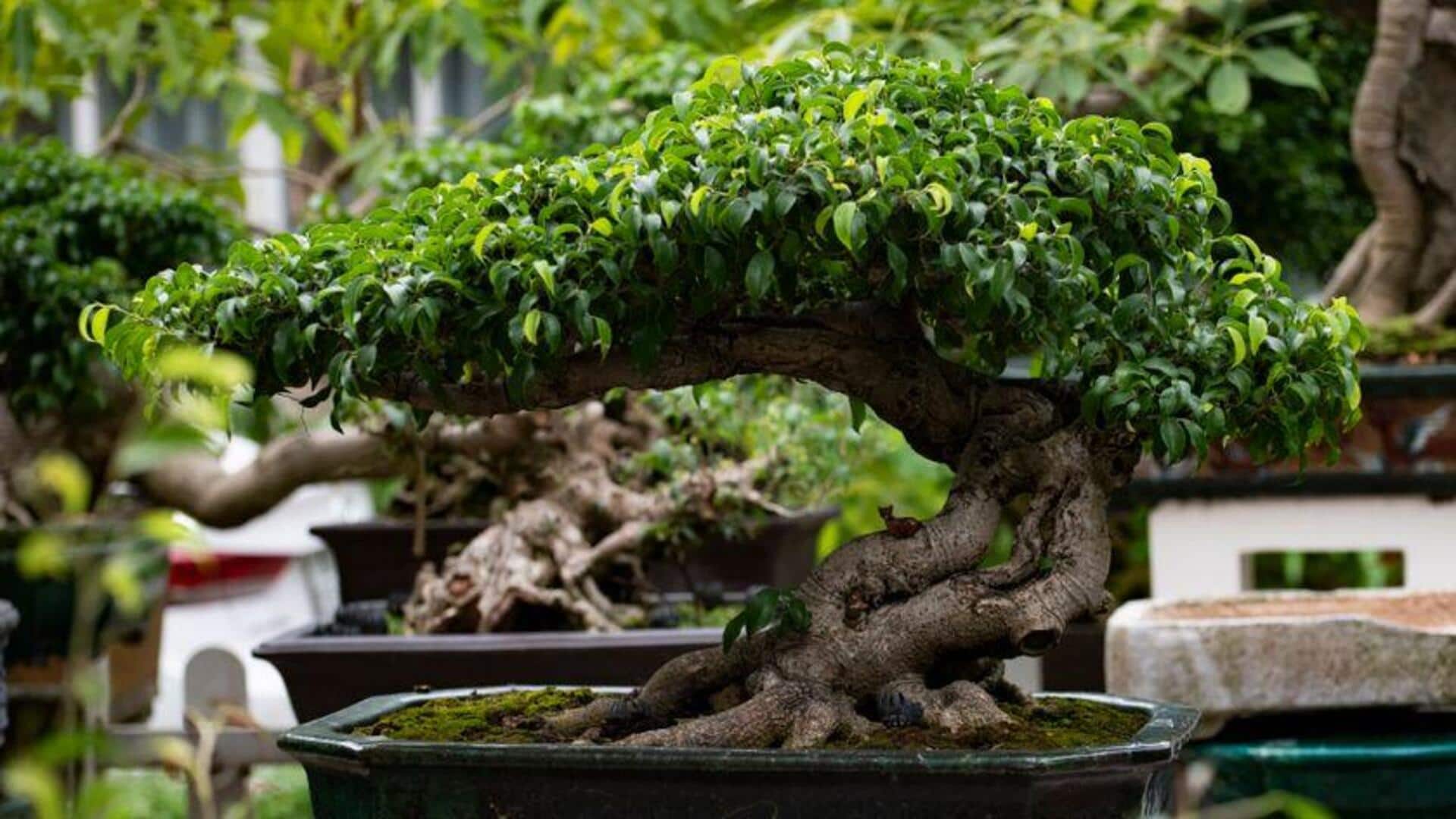 Menguasai Seni Memangkas Pohon Bonsai Ficus