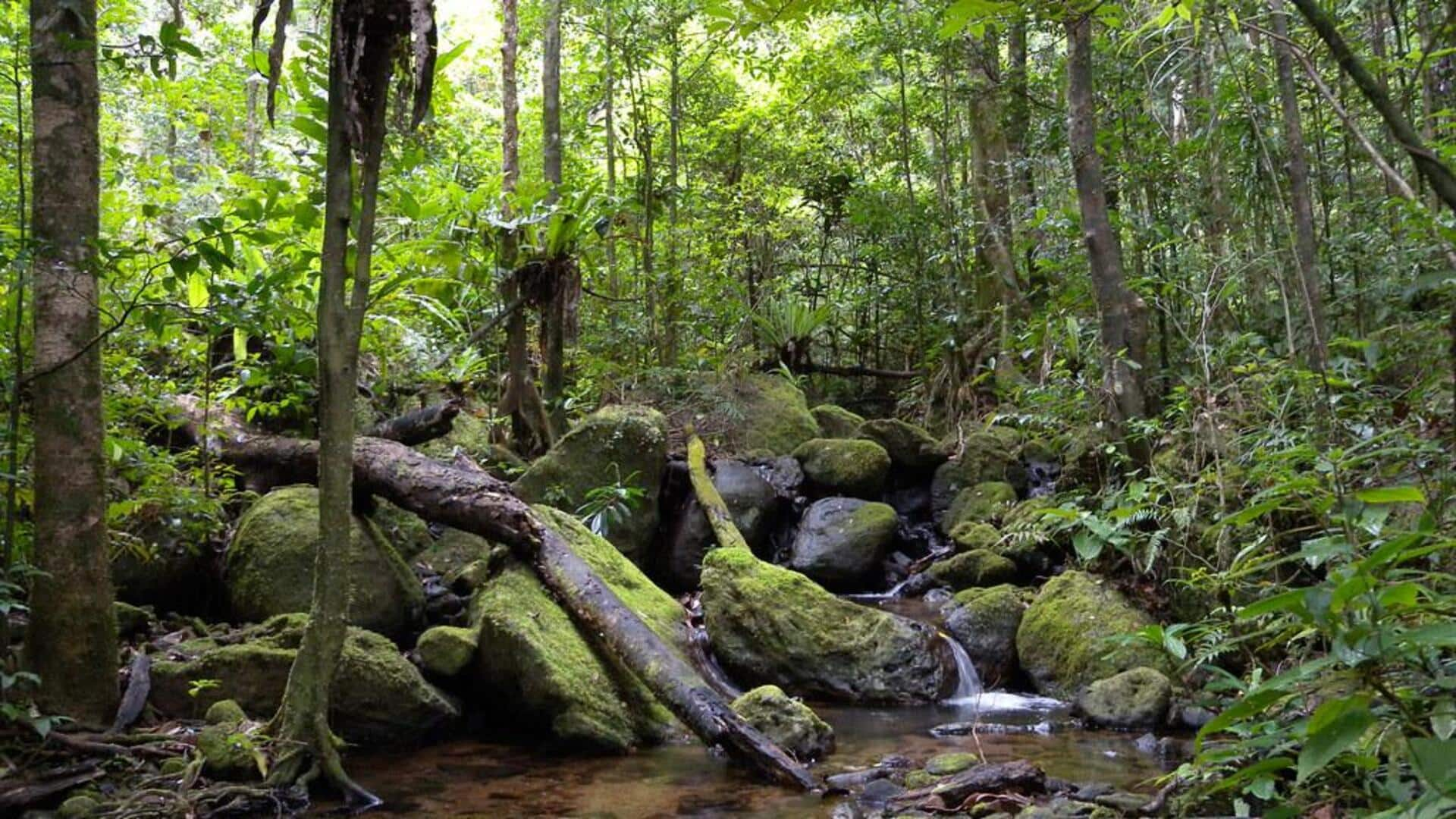 Menjelajahi keindahan Taman Nasional Masoala Di Madagaskar